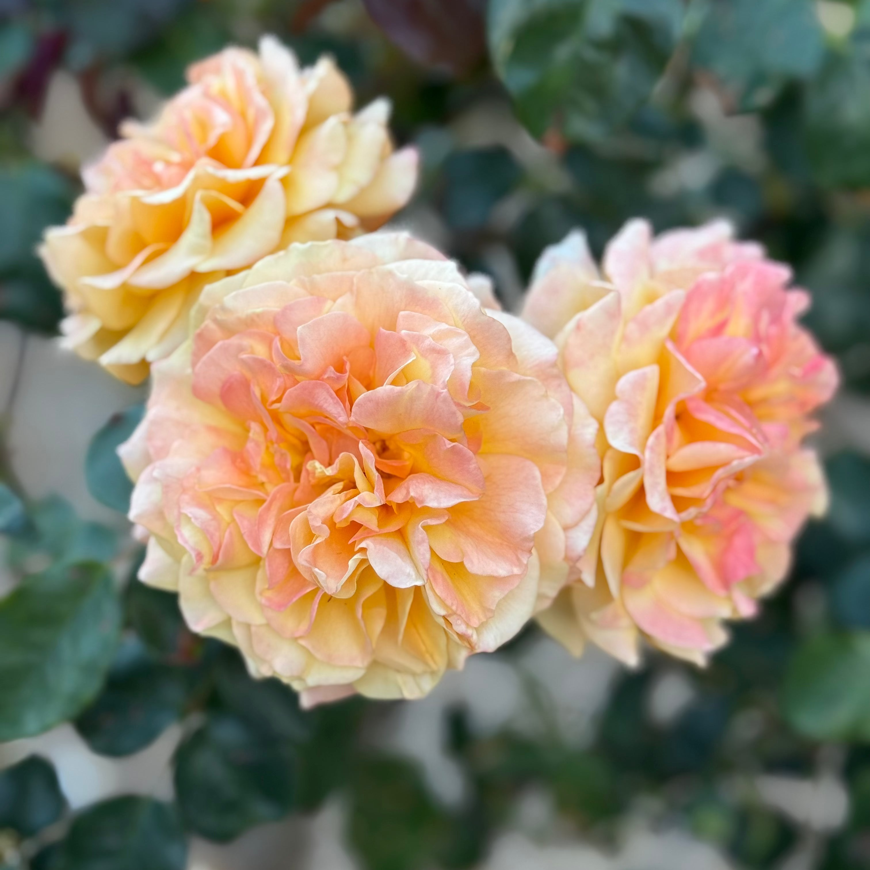 Forever Amber™ Bare Root Tree Rose