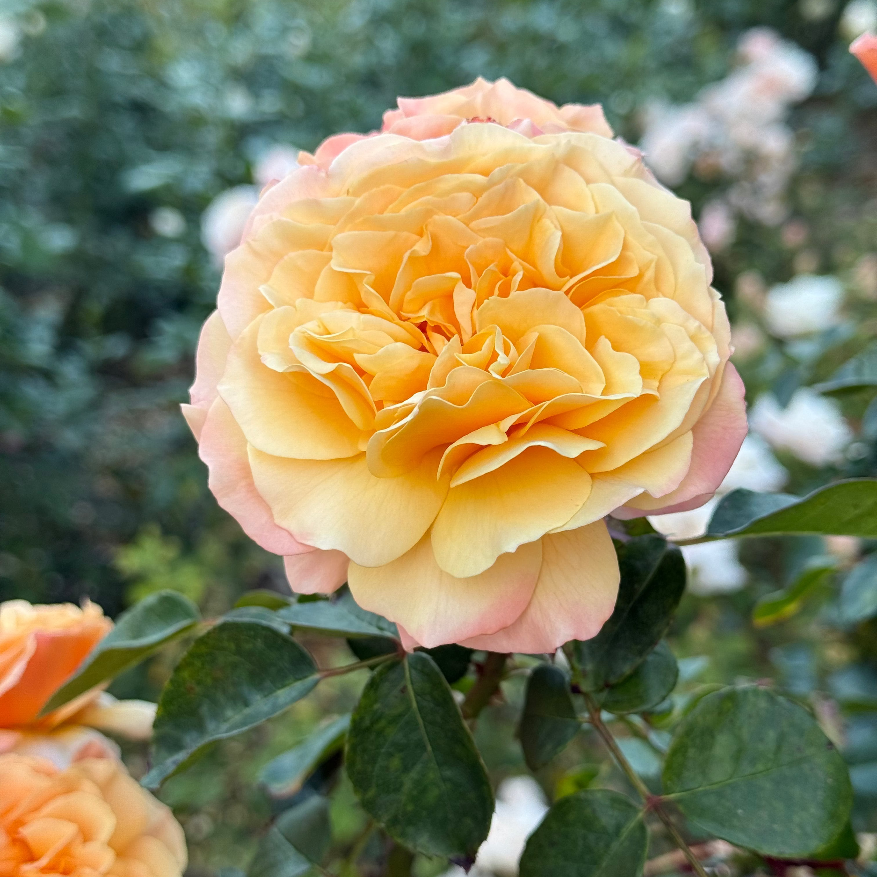 Forever Amber™ Bare Root Tree Rose
