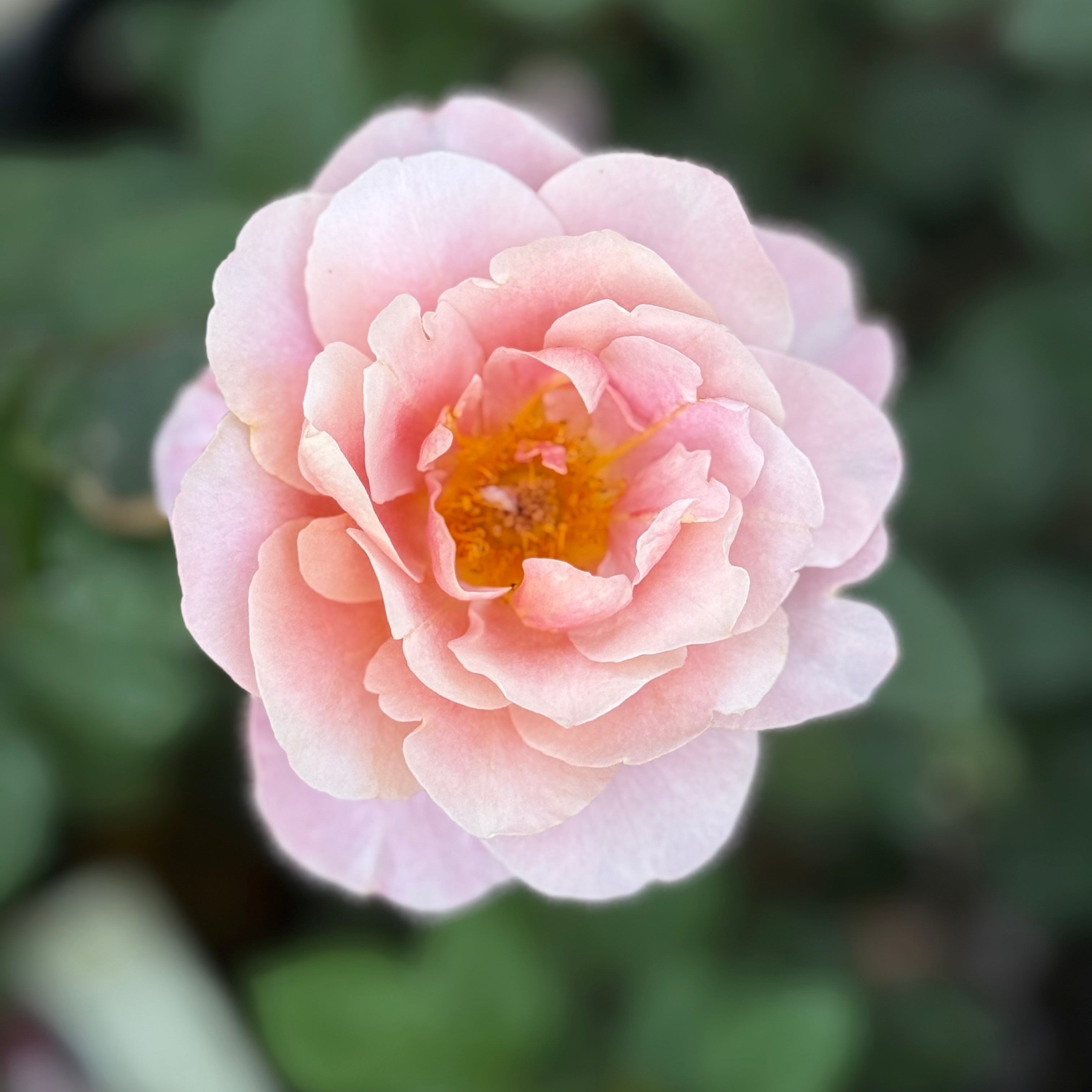 Close-up of a pink flower with a blurred green background