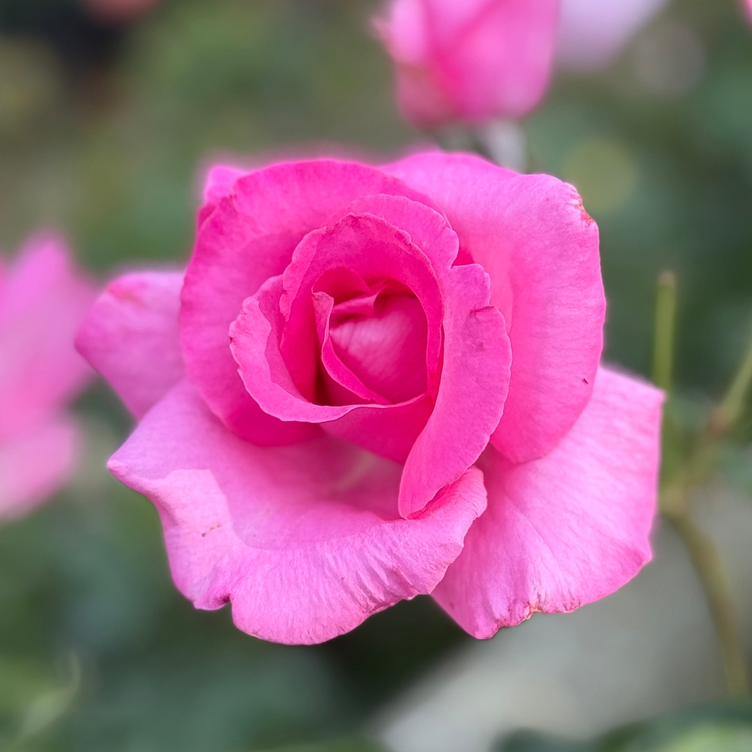 The McCartney Rose™ Potted Rose Bush