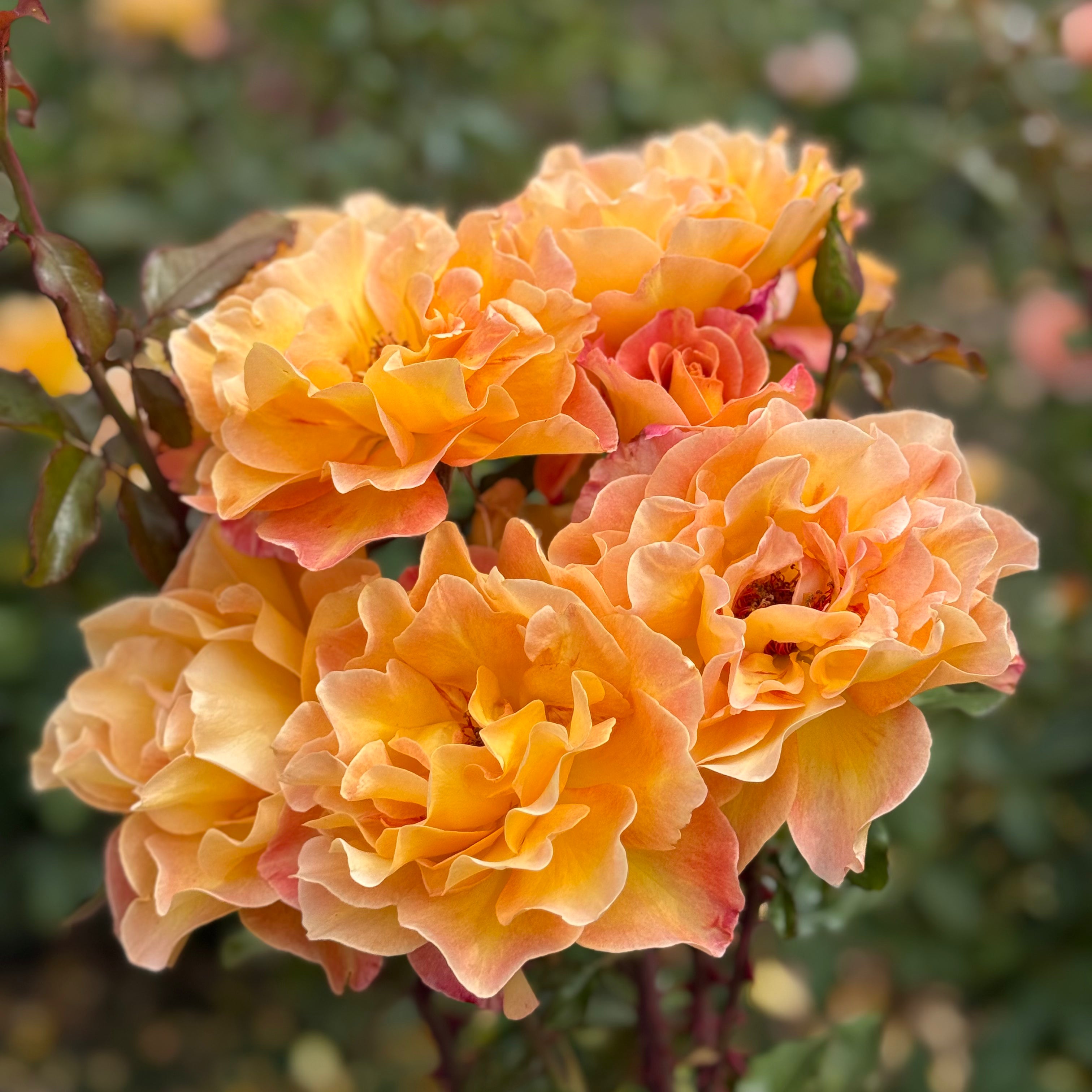 Rosie the Riveter™ Bare Root Tree Rose