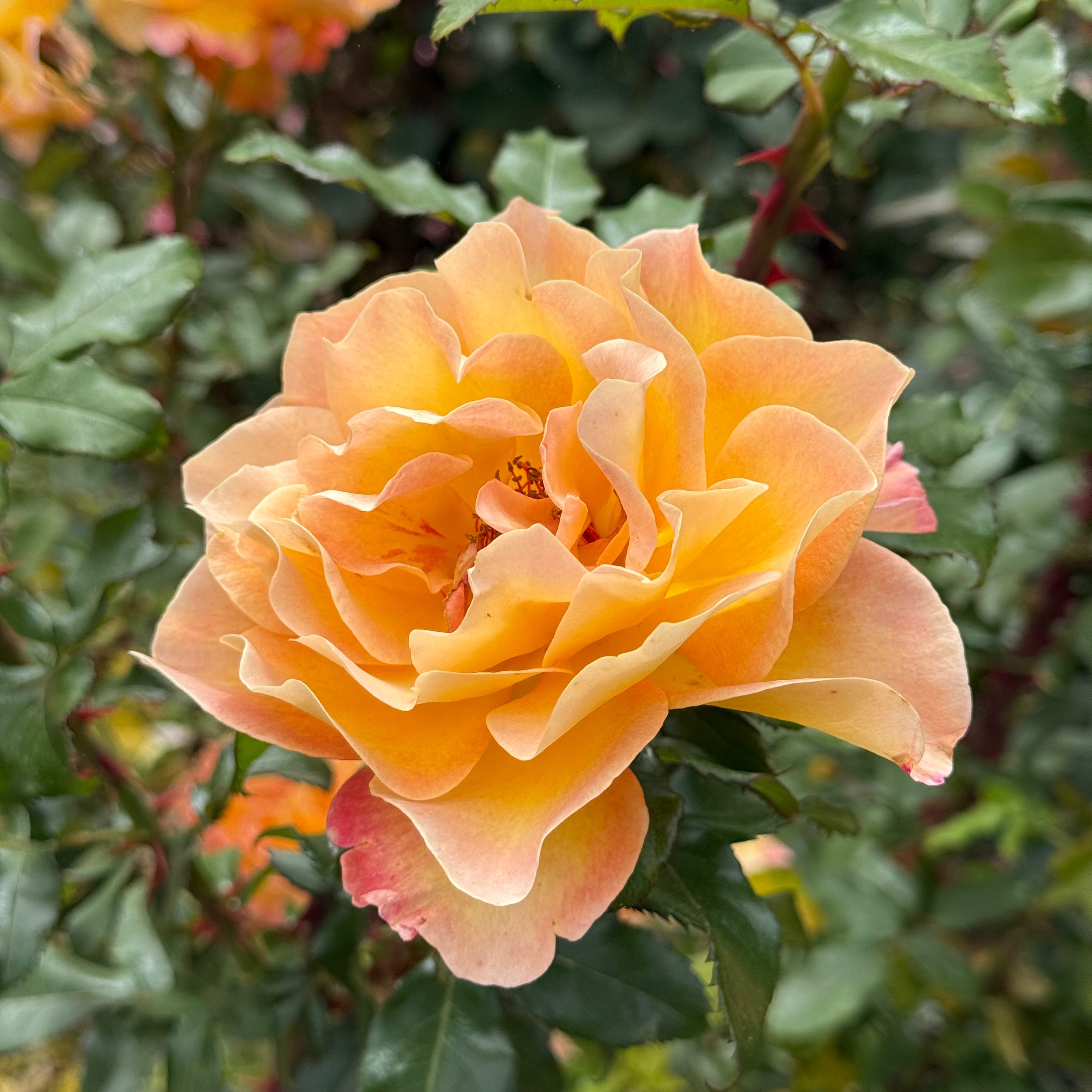 Rosie the Riveter™ Potted Rose Bush