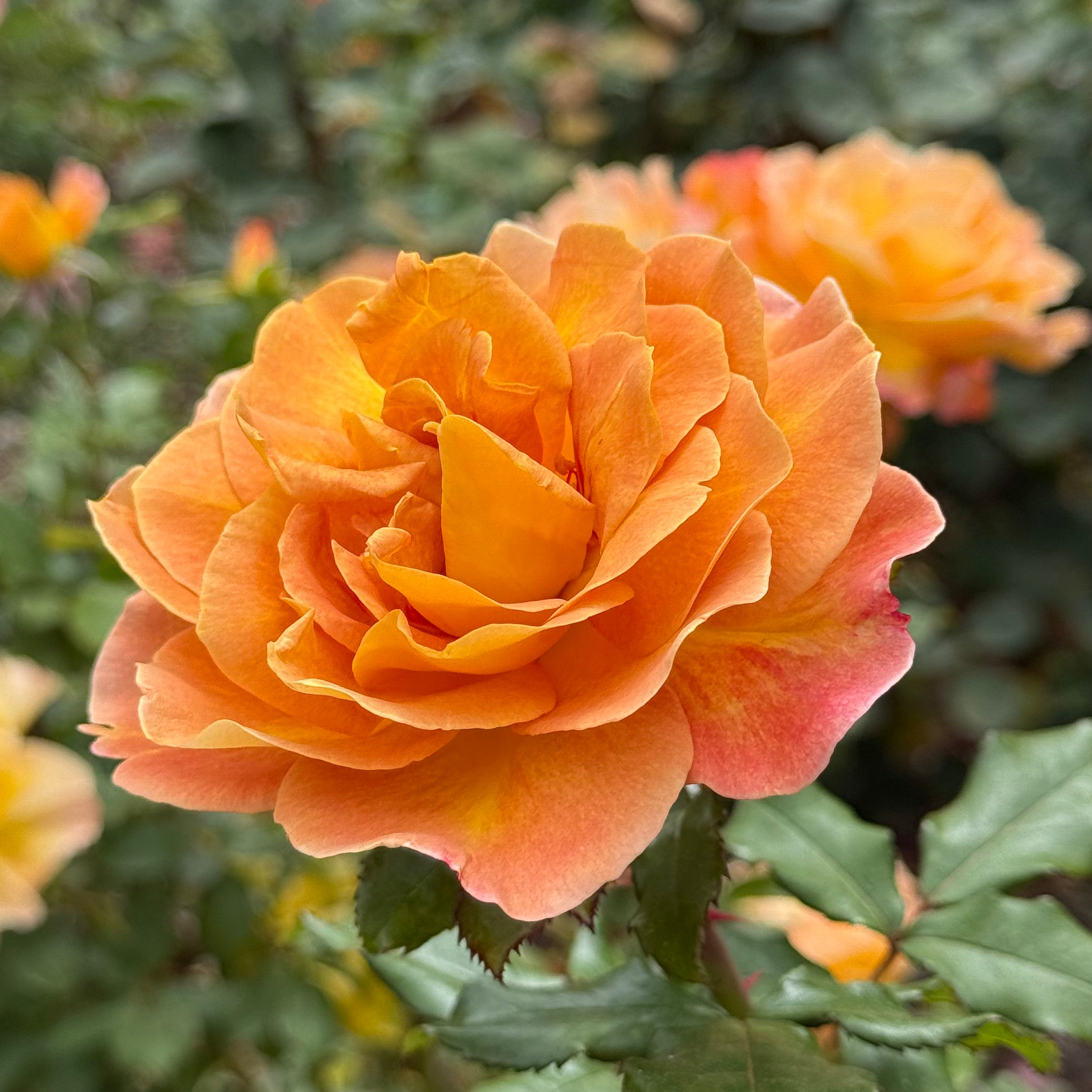 Rosie the Riveter™ Bare Root Tree Rose