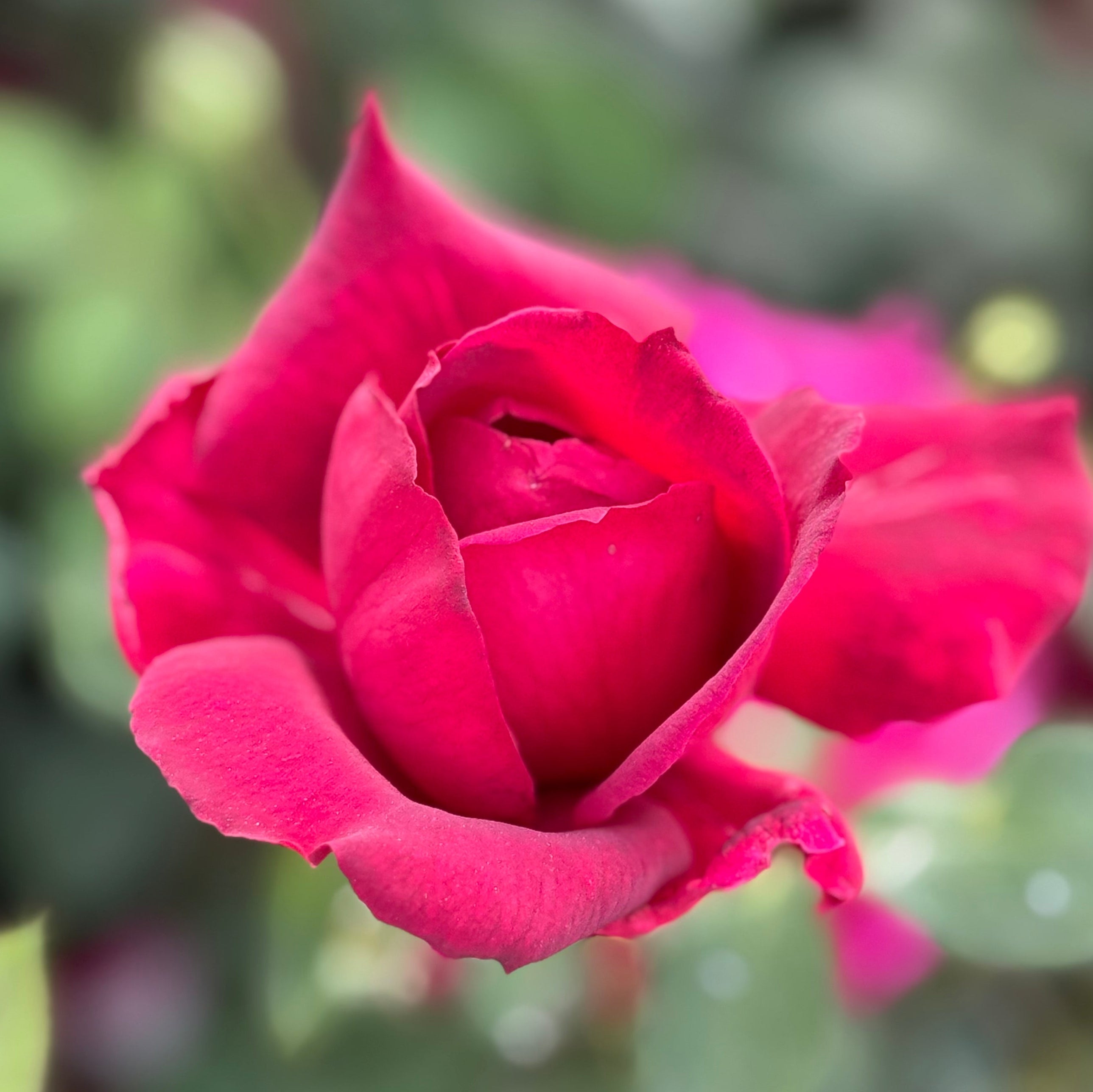 Oklahoma Potted Rose Bush