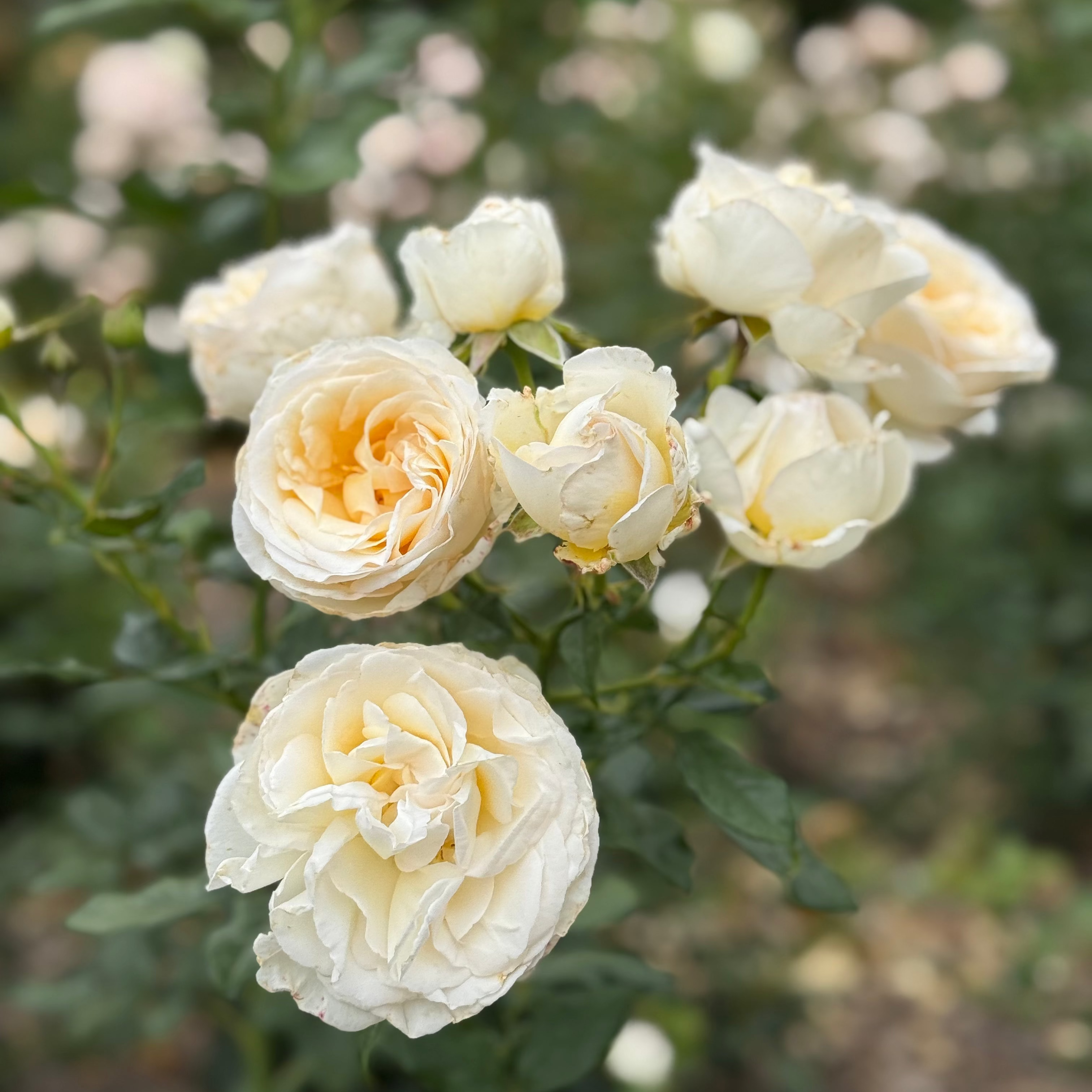 Top Cream™ Bare Root Rose Bush