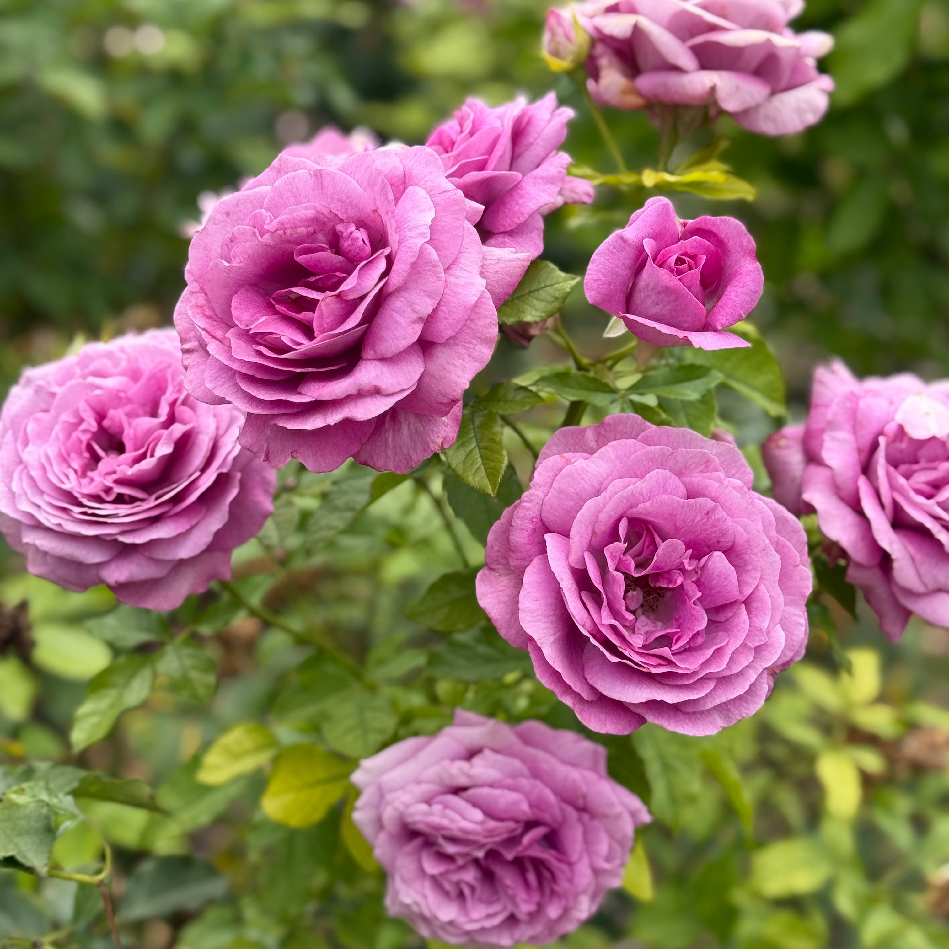 Sweet Madame Blue™ Bare Root Rose Bush
