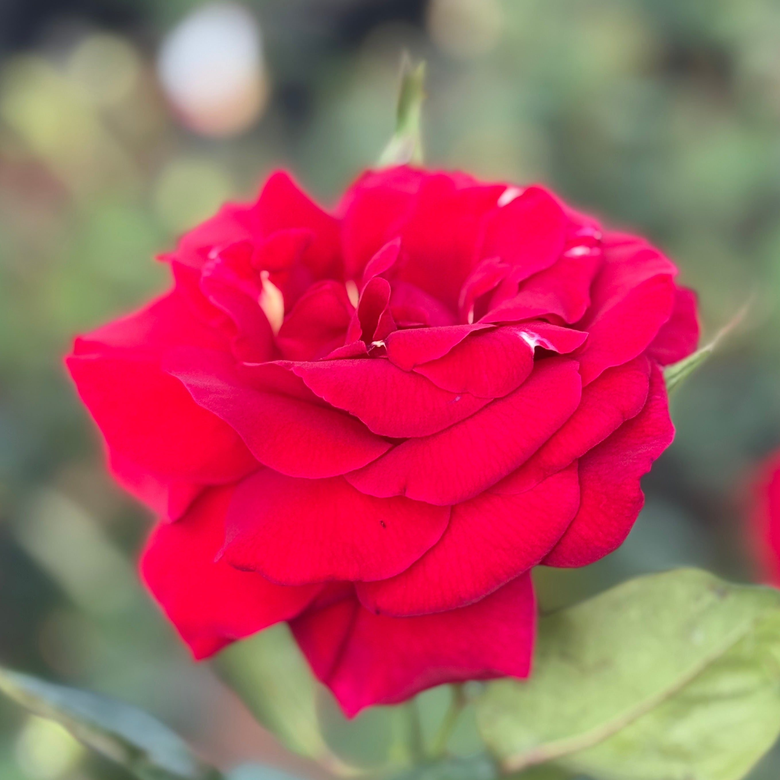 Mister Lincoln Potted Rose Bush