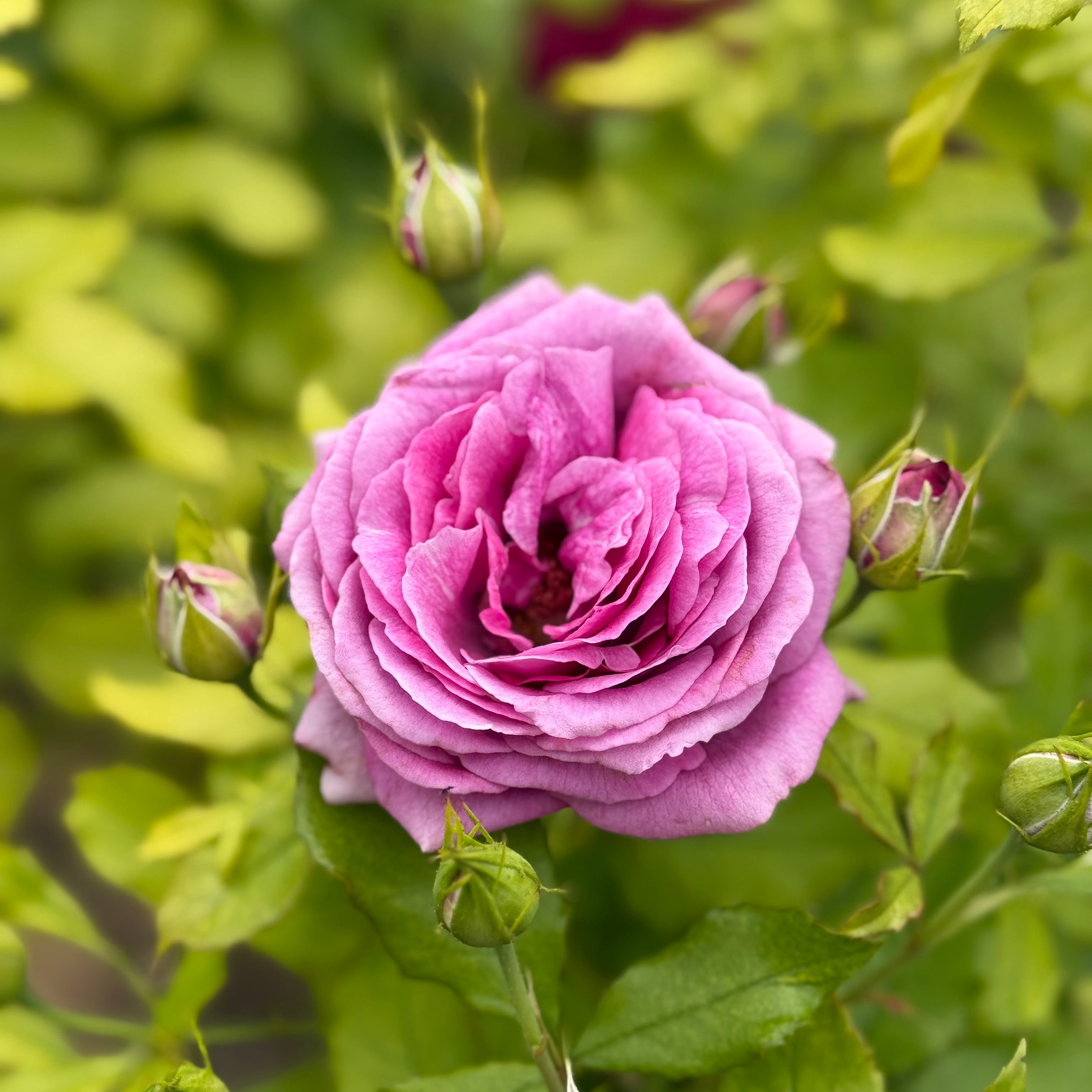 Sweet Madame Blue™ Potted Rose Bush