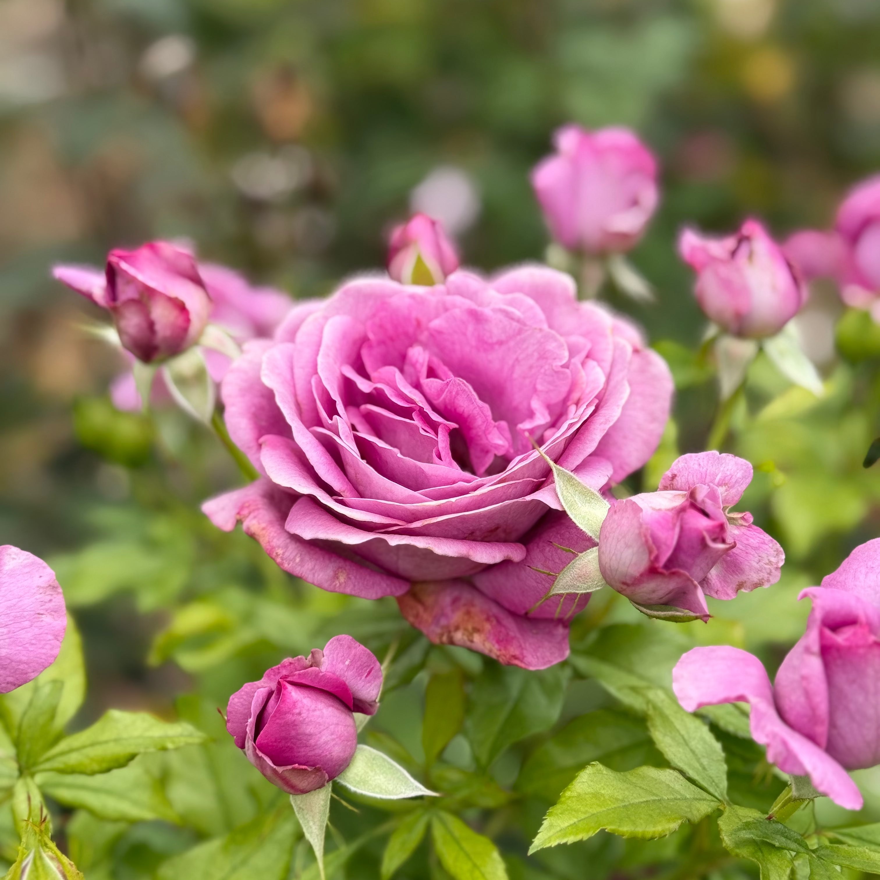 Sweet Madame Blue™ Potted Rose Bush