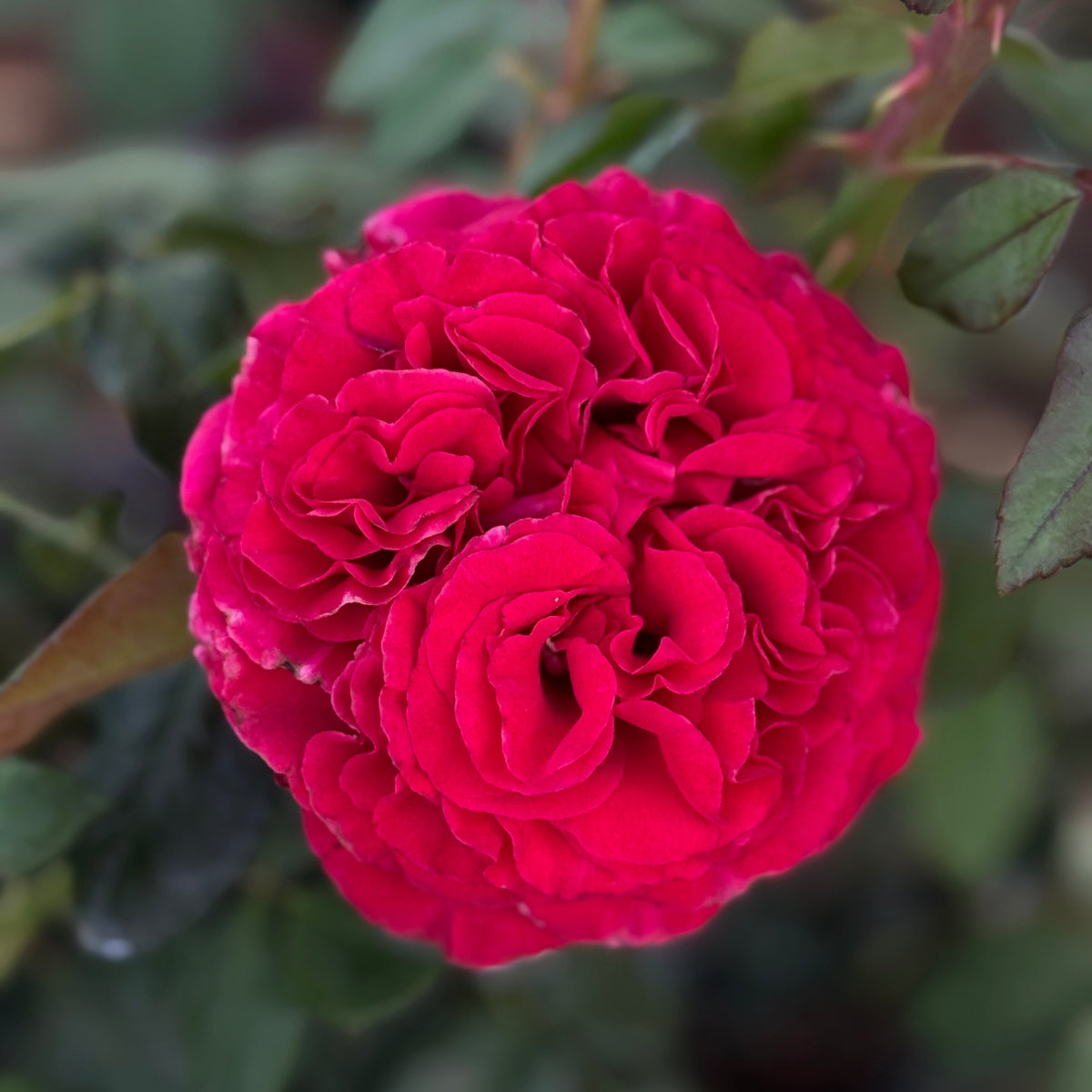 Beloved Potted Rose Bush