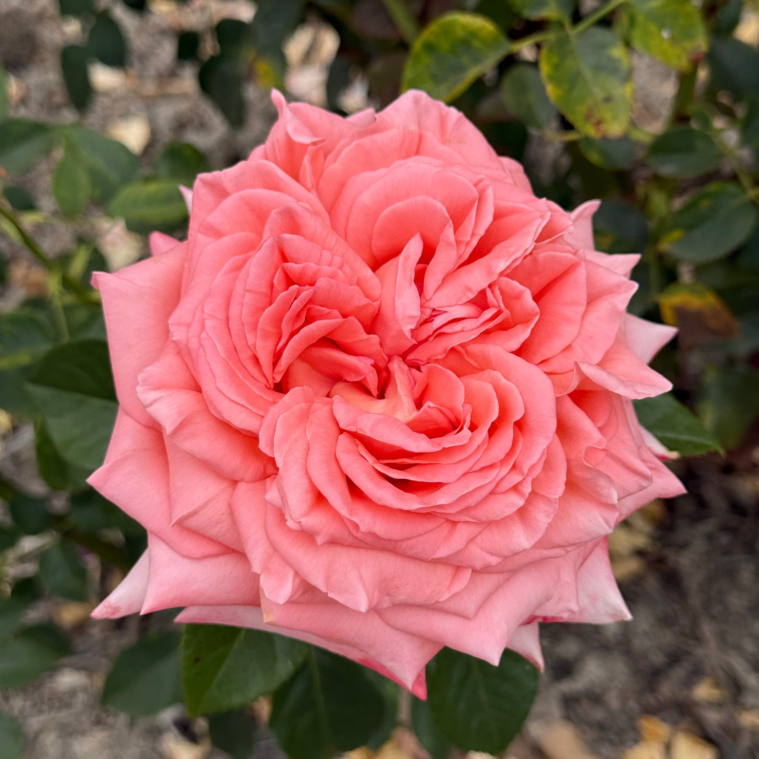 Heavenly Scented™ Bare Root Rose Bush