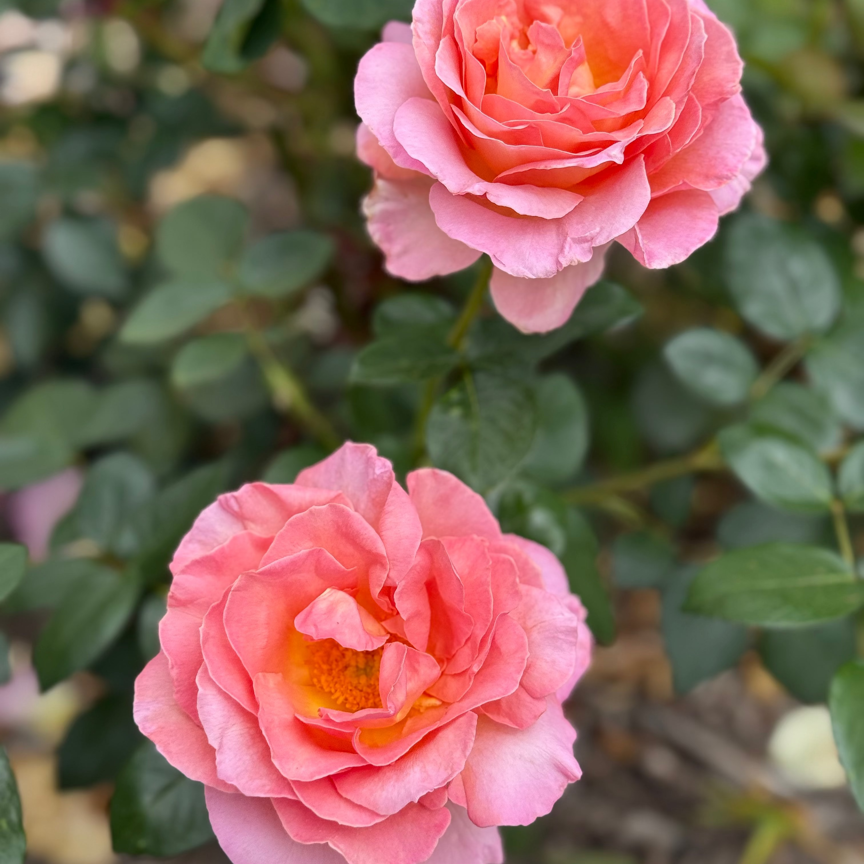 Elle® Bare Root Rose Bush