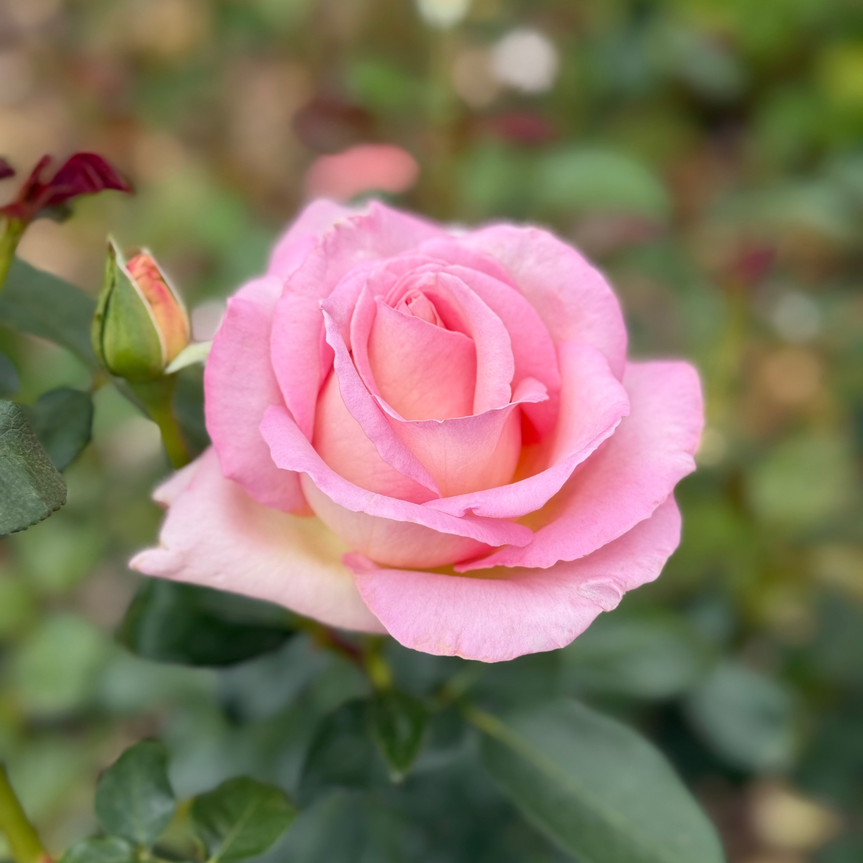Elle® Potted Tree Rose