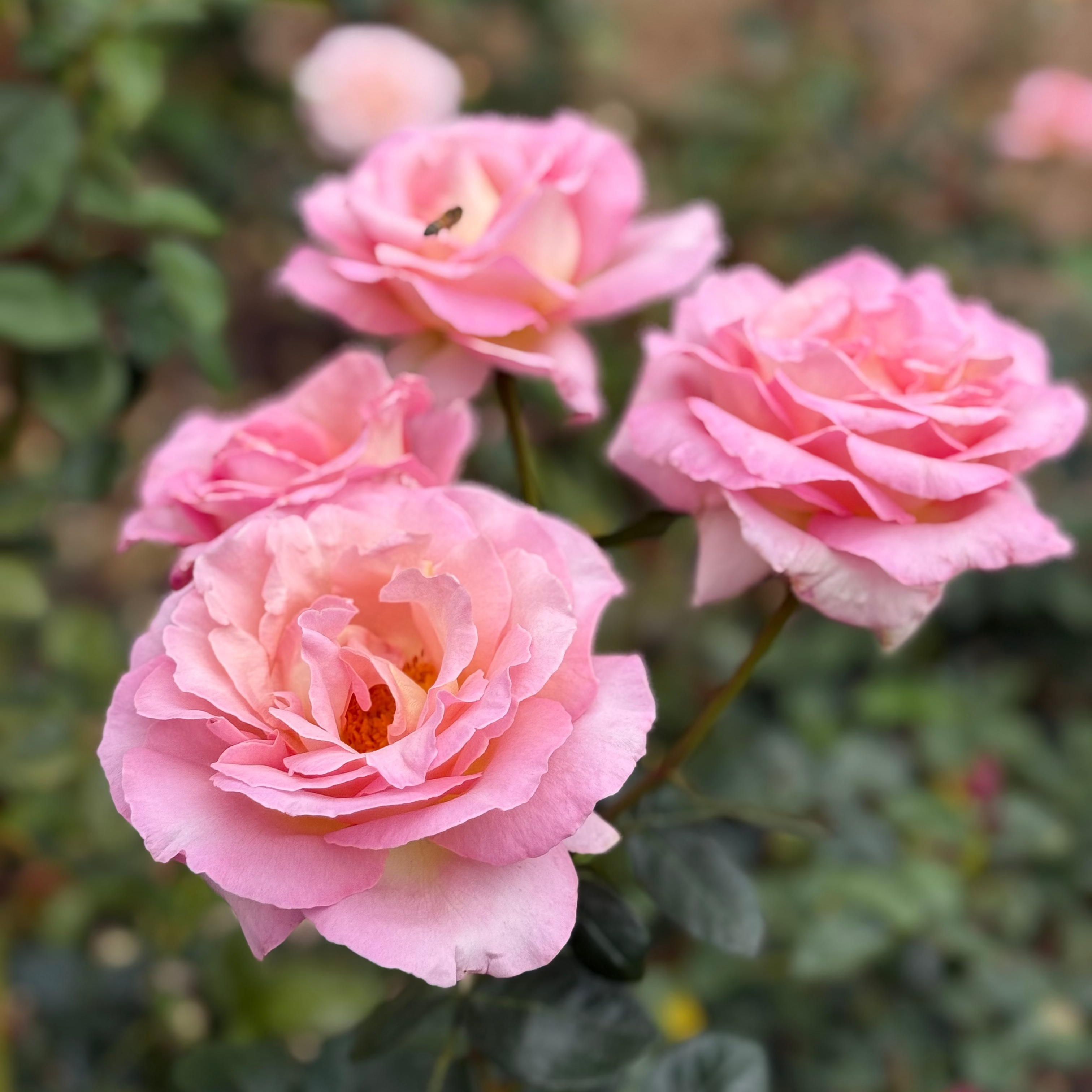 Elle® Potted Tree Rose