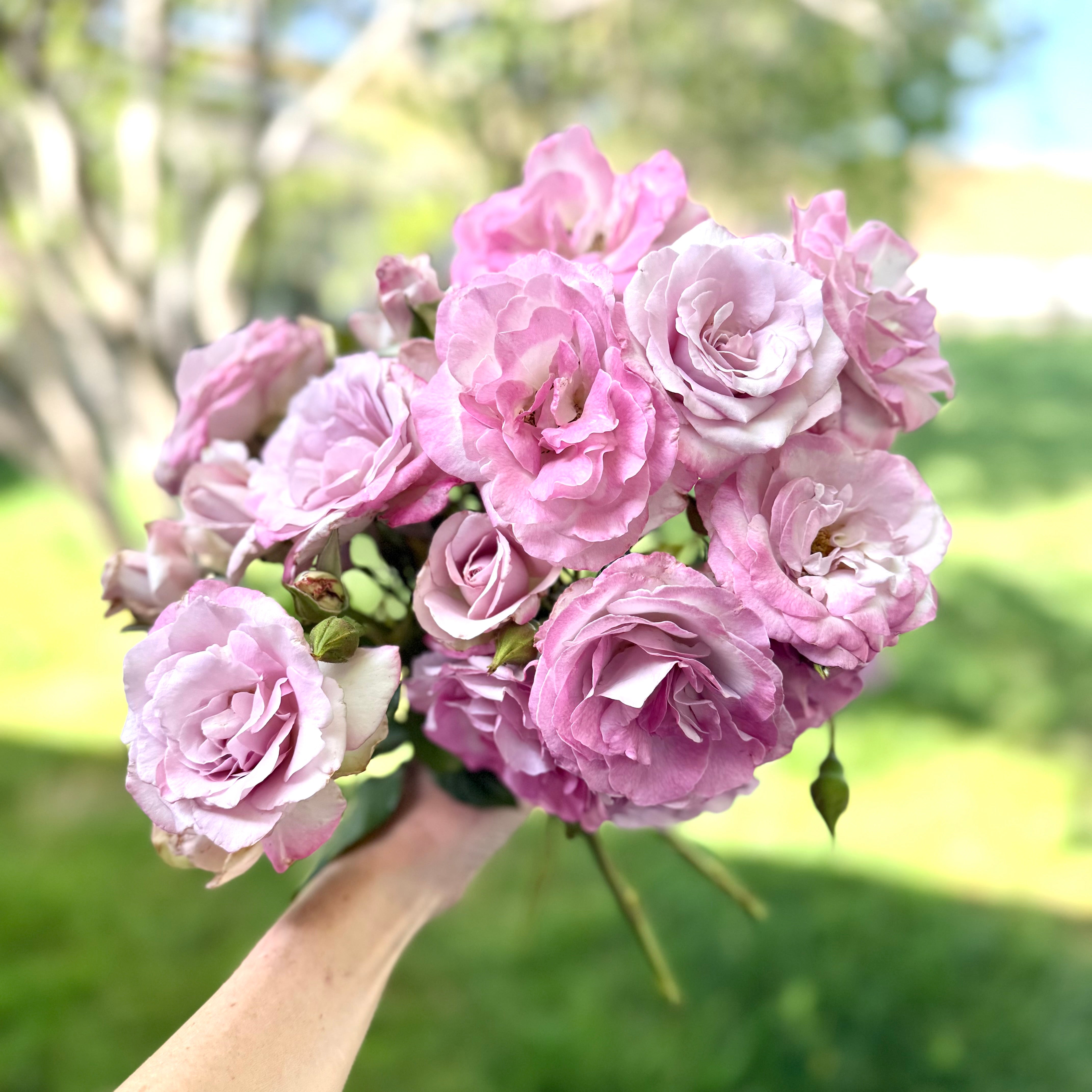 Nicole Carol Miller Bare Root Rose Bush