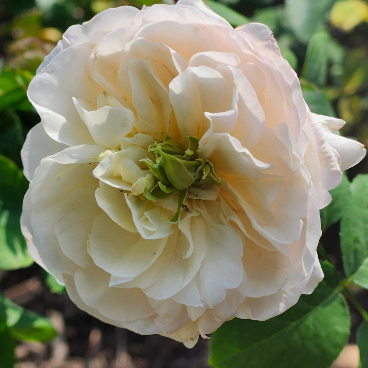 Tinkerbelle⢠Potted Rose Bush