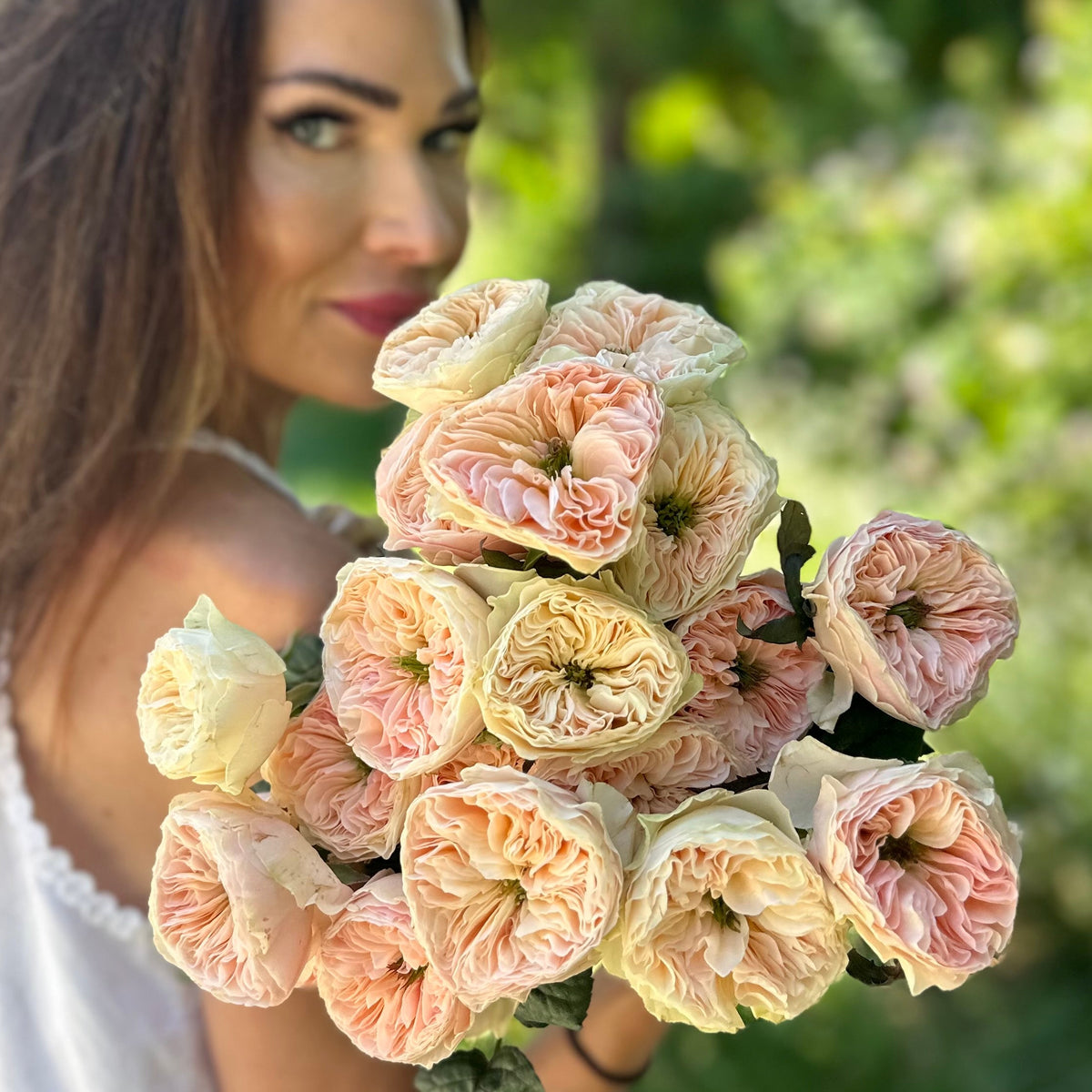 Tinkerbelle⢠Potted Rose Bush