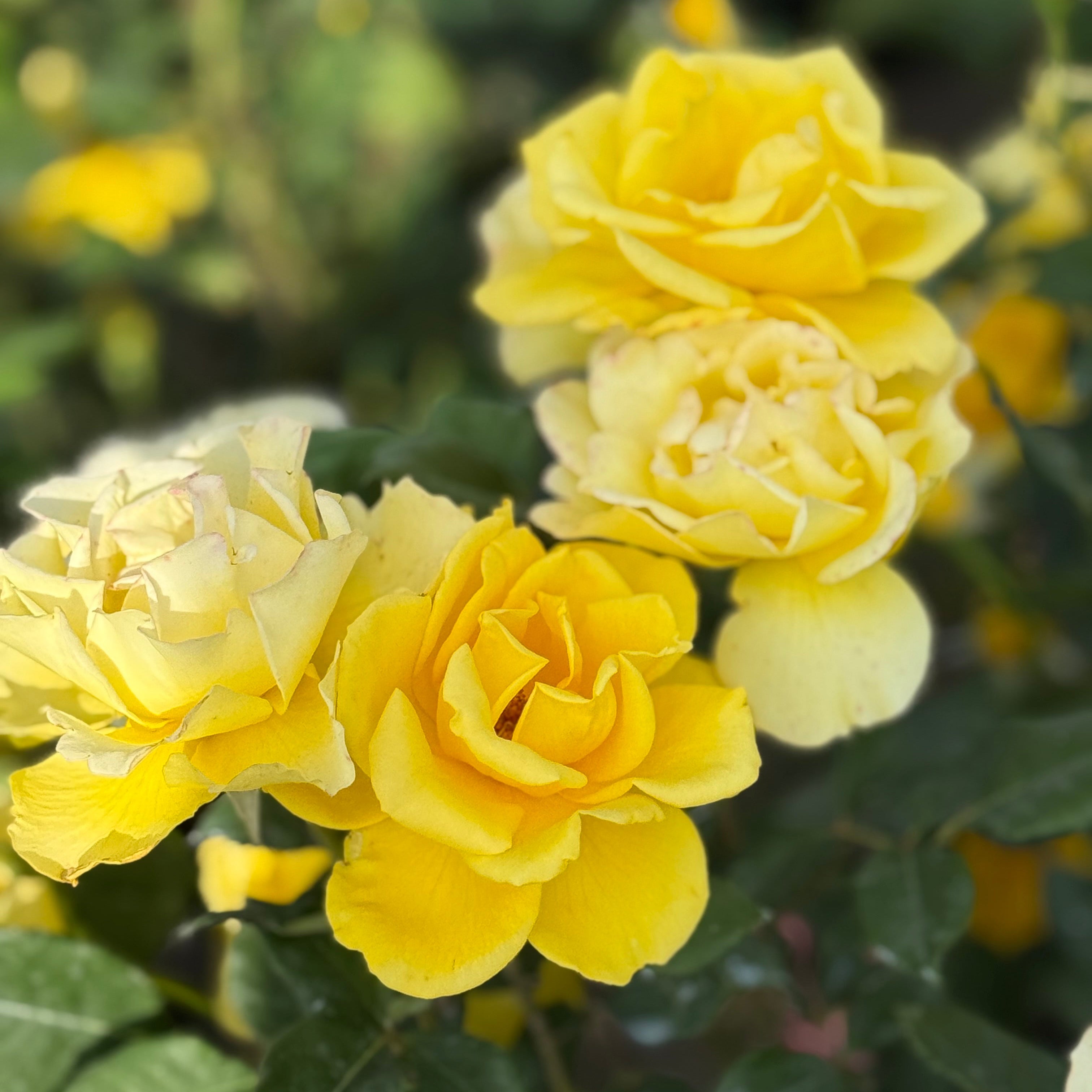 Henry Fonda Potted Rose Bush