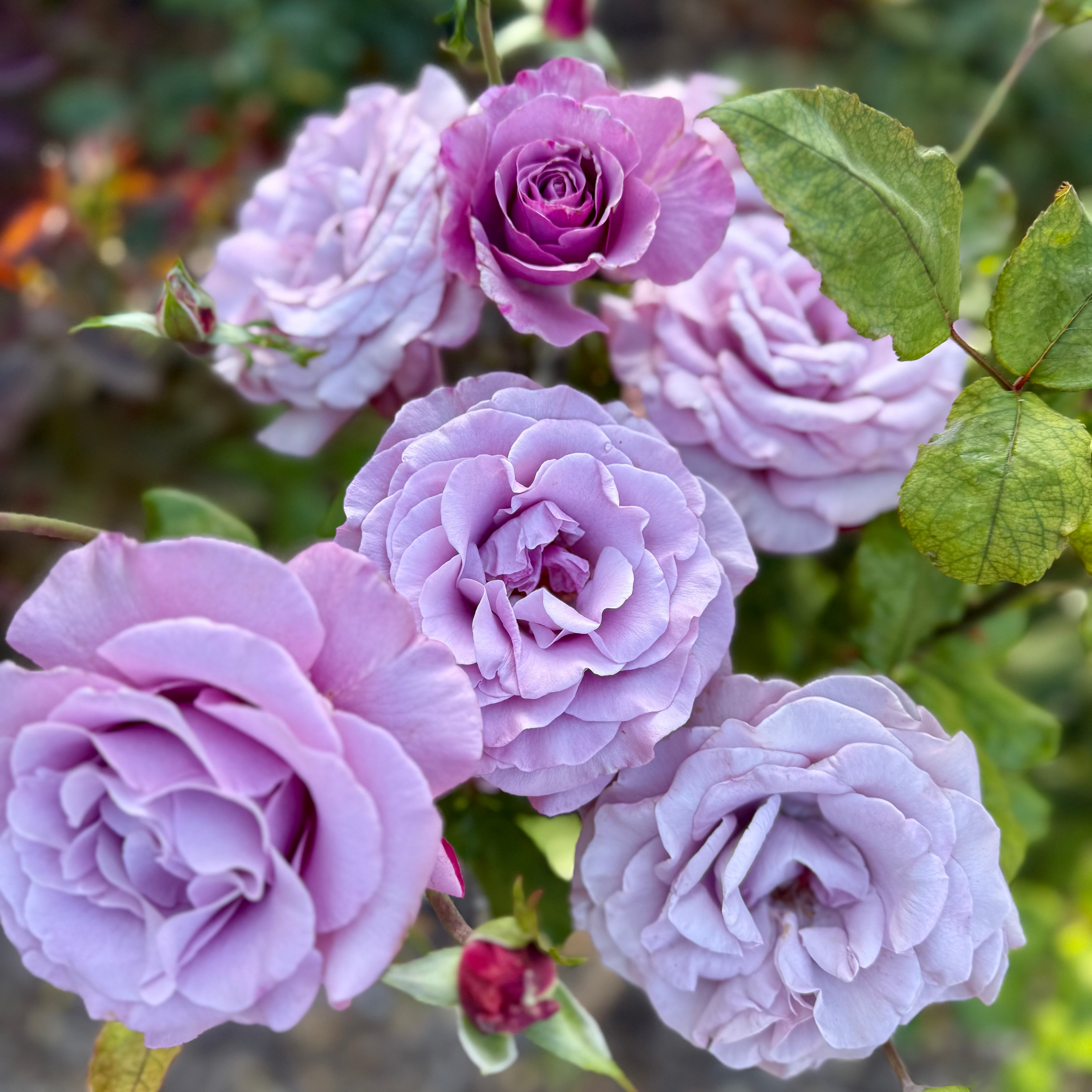 Neptune™ Bare Root Rose Bush