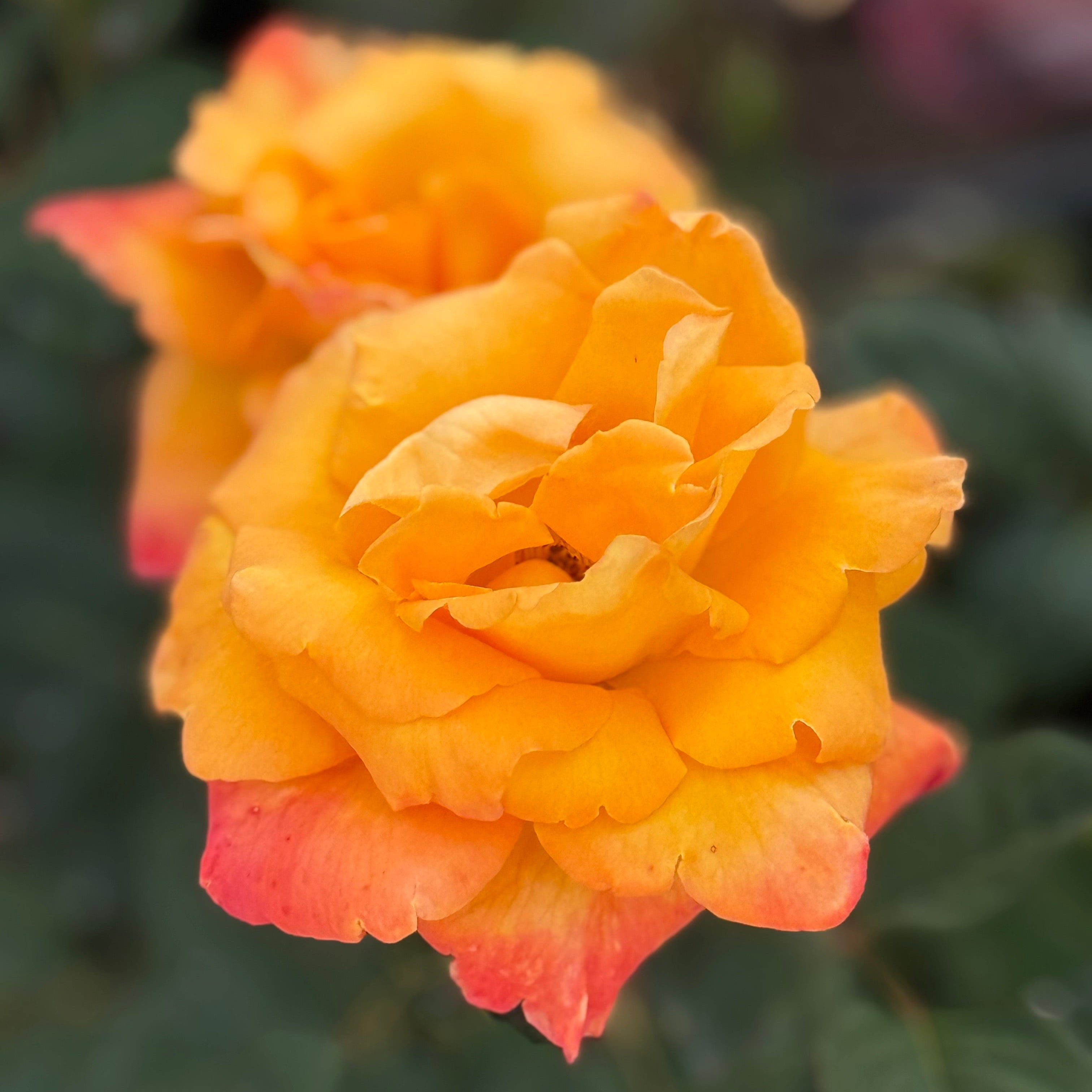 Chris Evert™ Potted Rose Bush