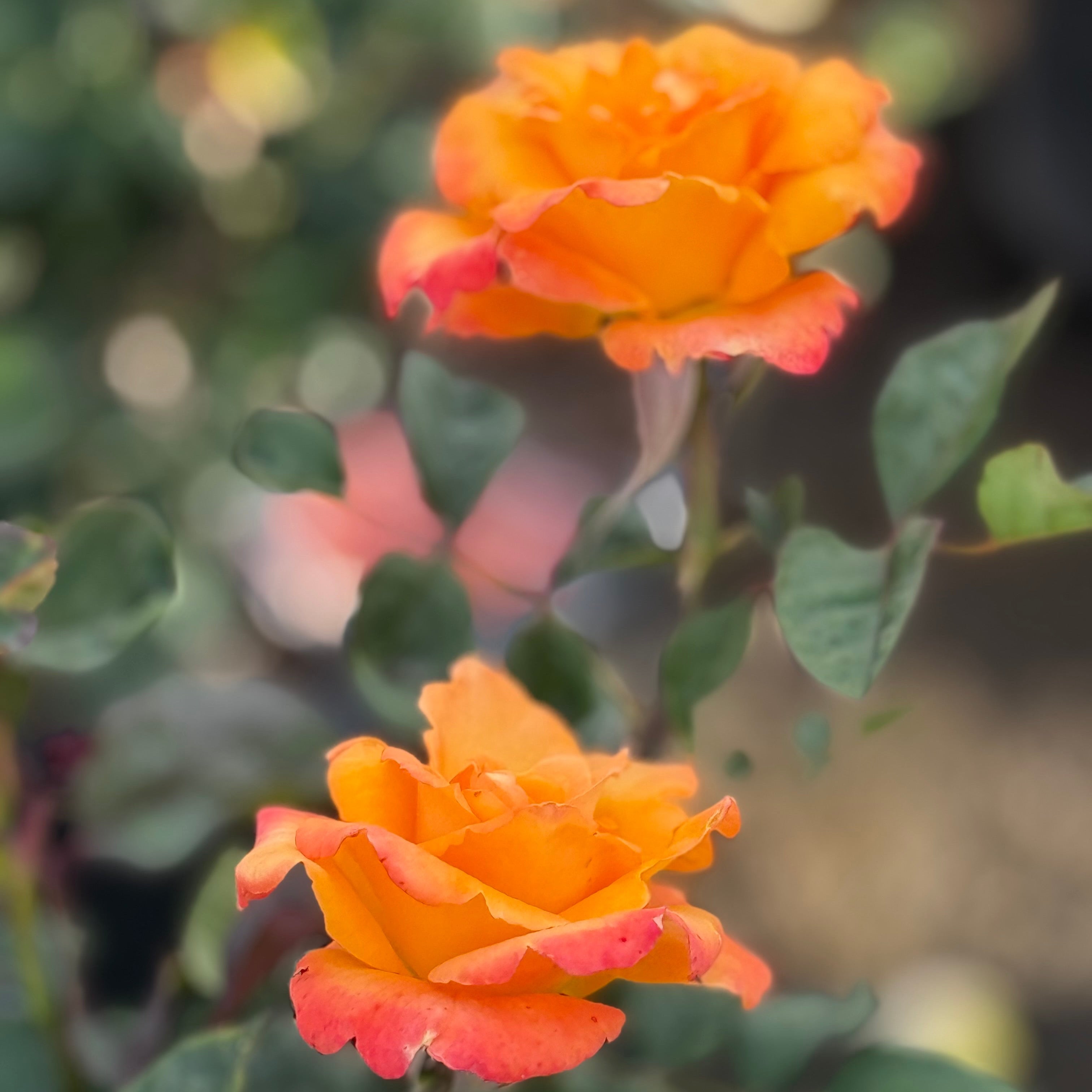 Chris Evert™ Potted Rose Bush