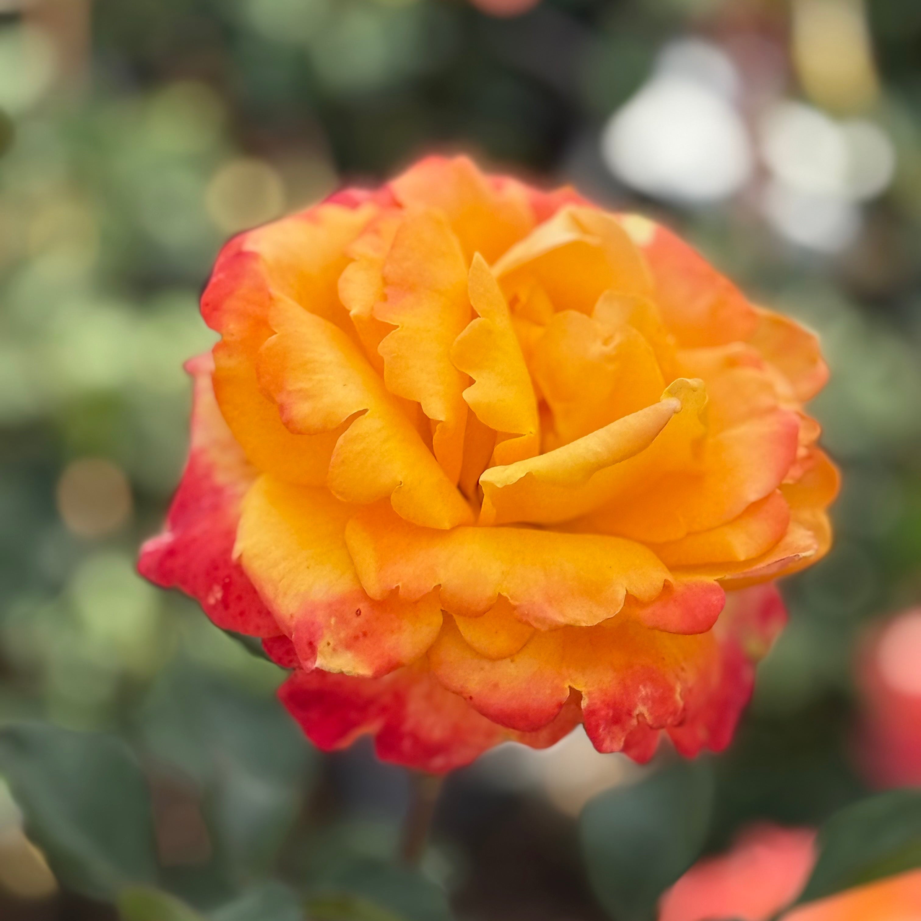 Chris Evert™ Potted Rose Bush
