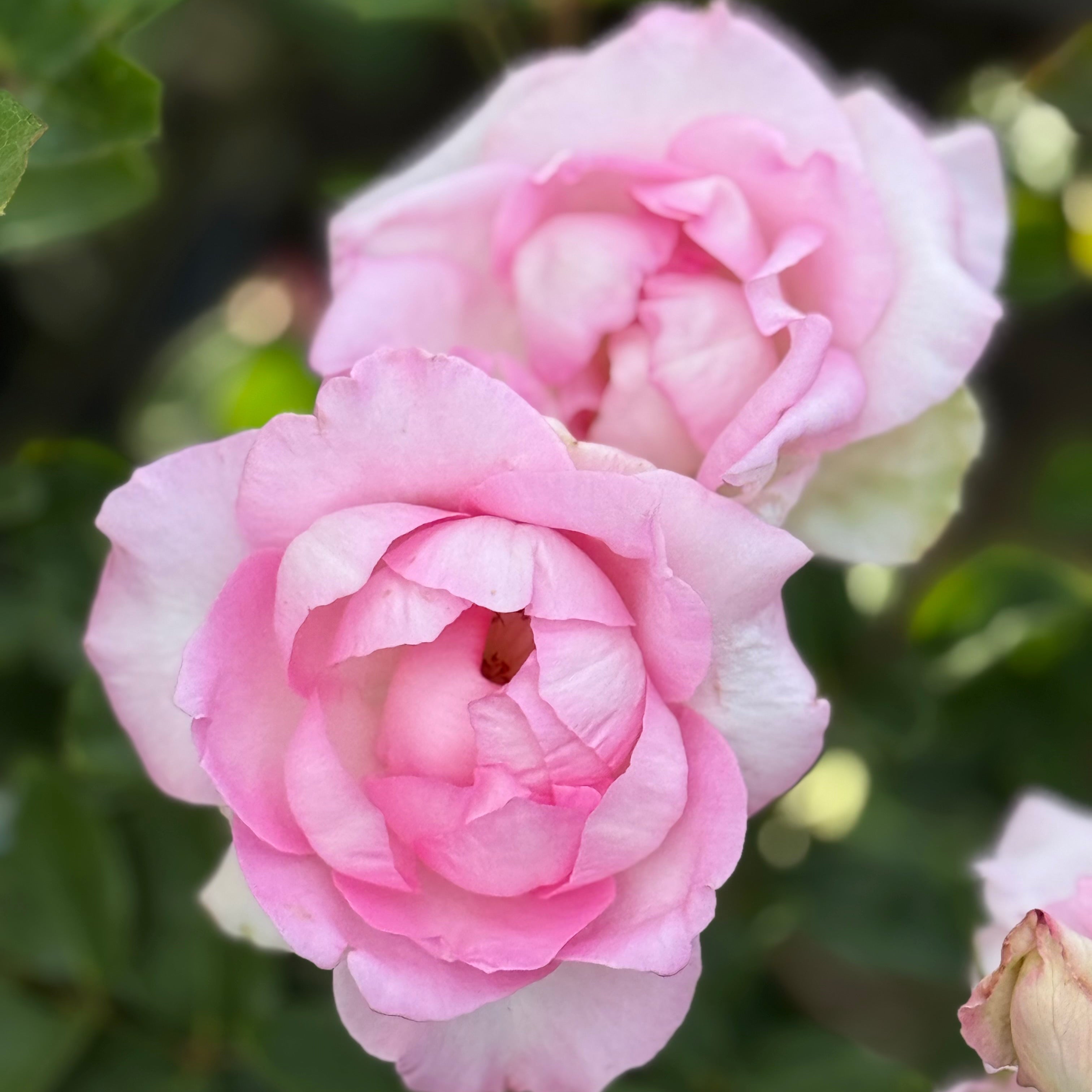 Eleganza® Beverly™ Potted Rose Bush