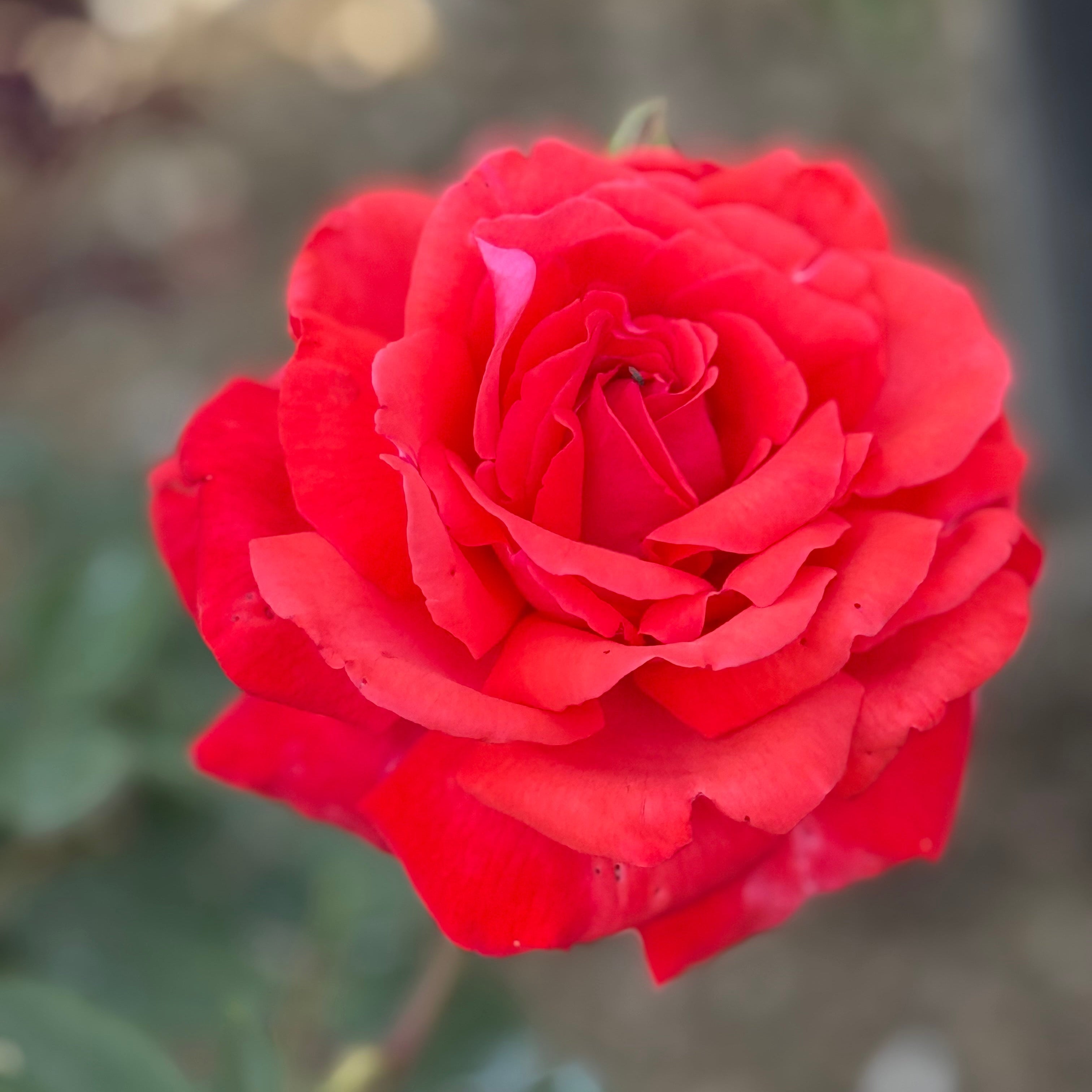 Dolly Parton™ Potted Rose Bush