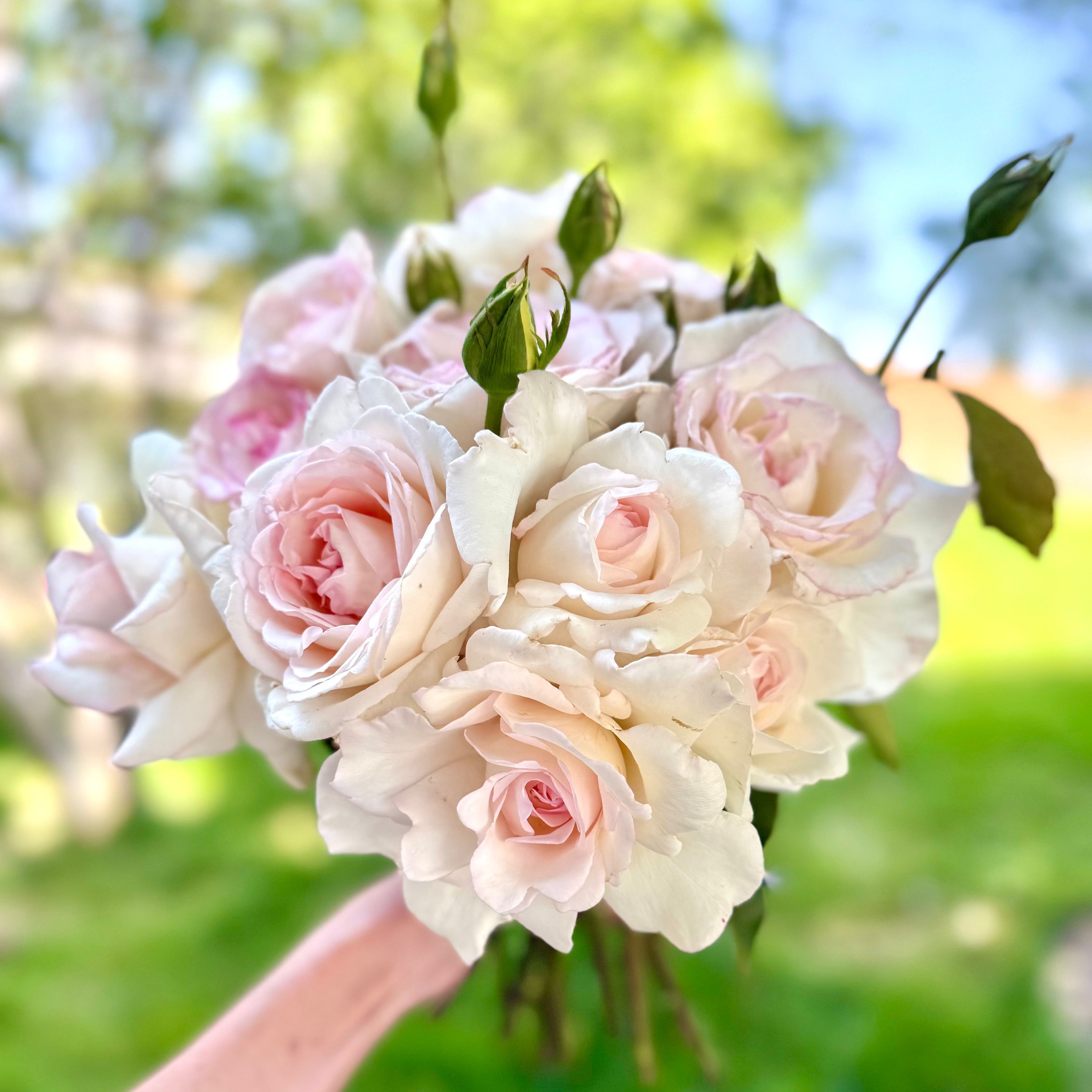Secret's Out! ™ Potted Rose Bush