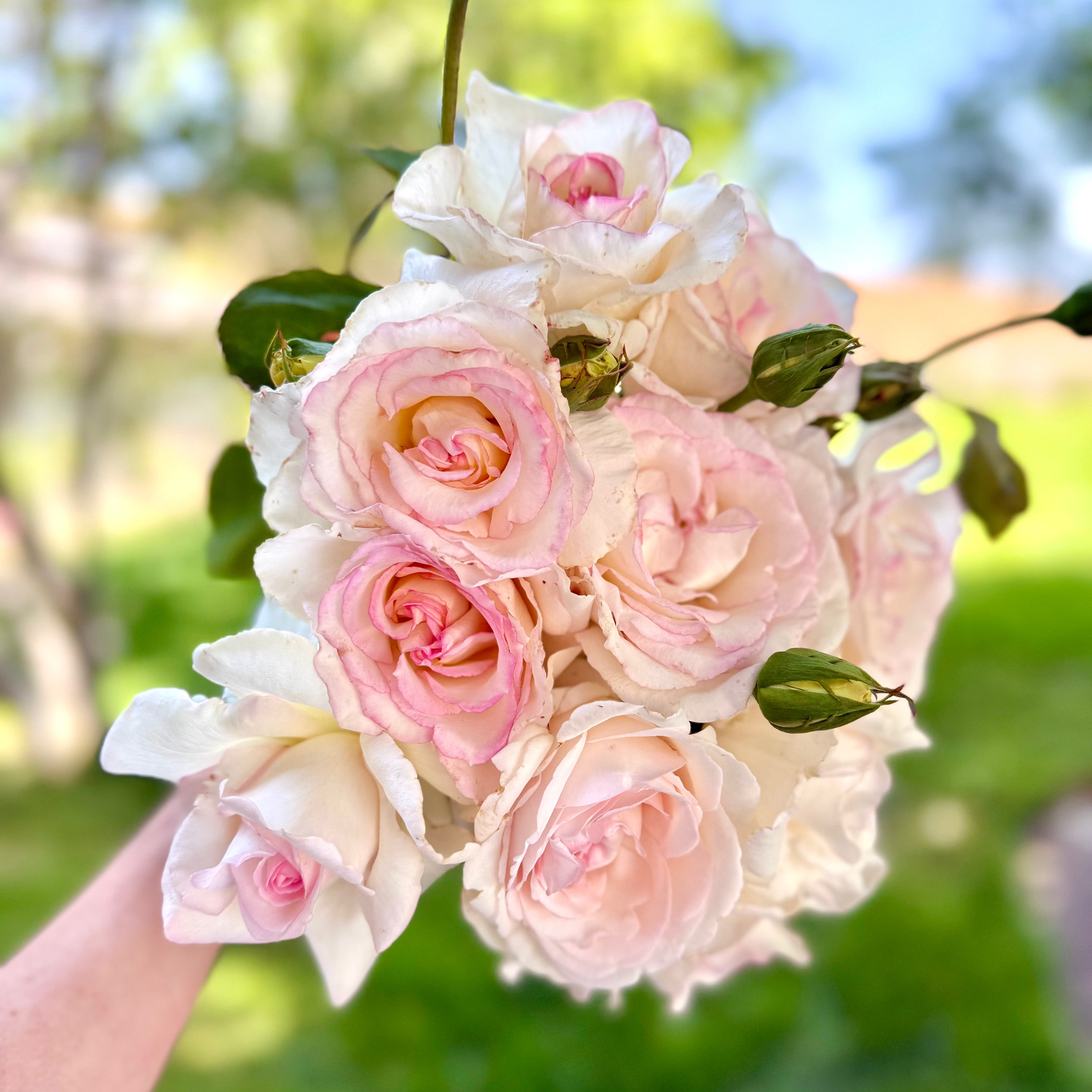Bouquet of pink and white roses held by a person with a blurred green background