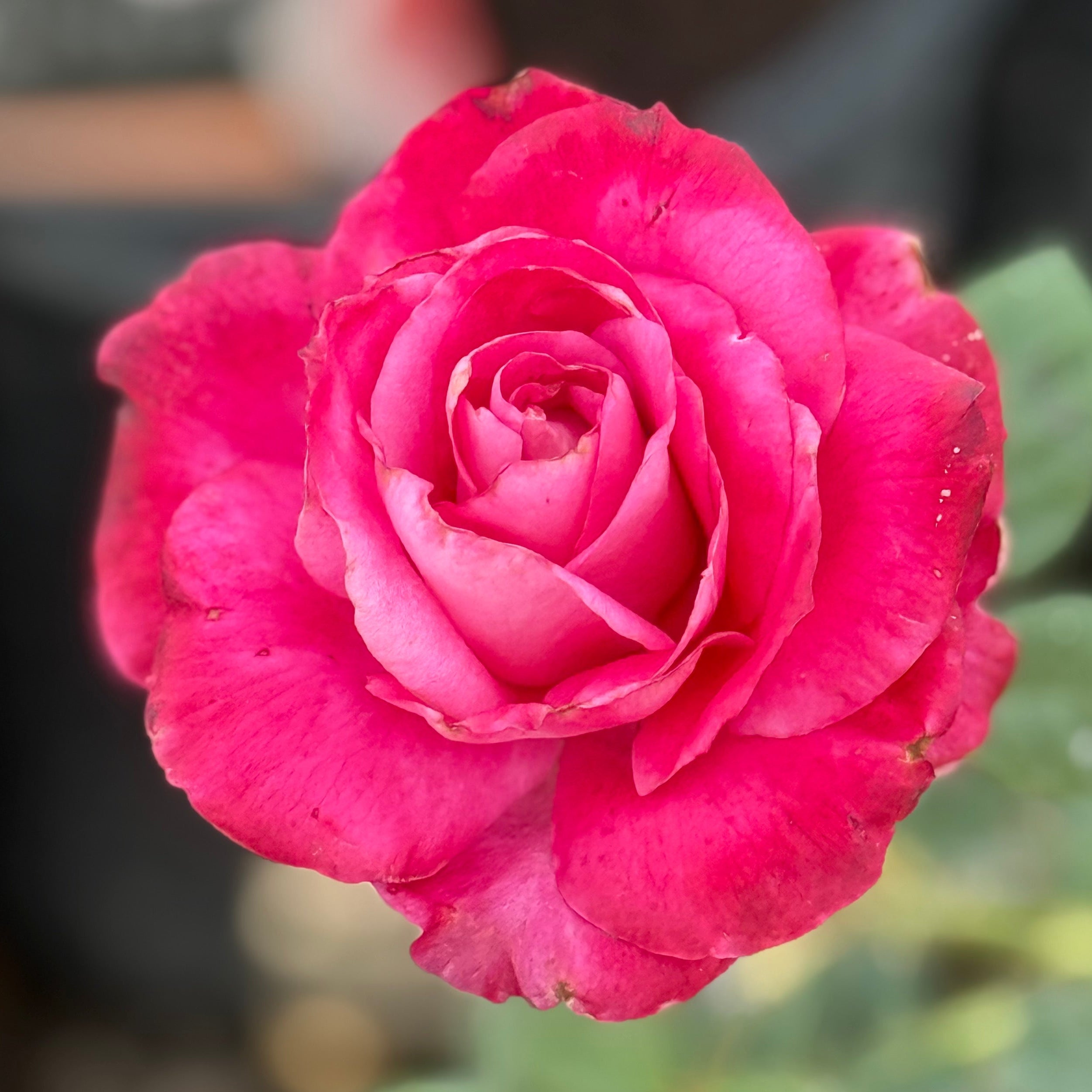 Girl's Night Out™ Potted Rose Bush