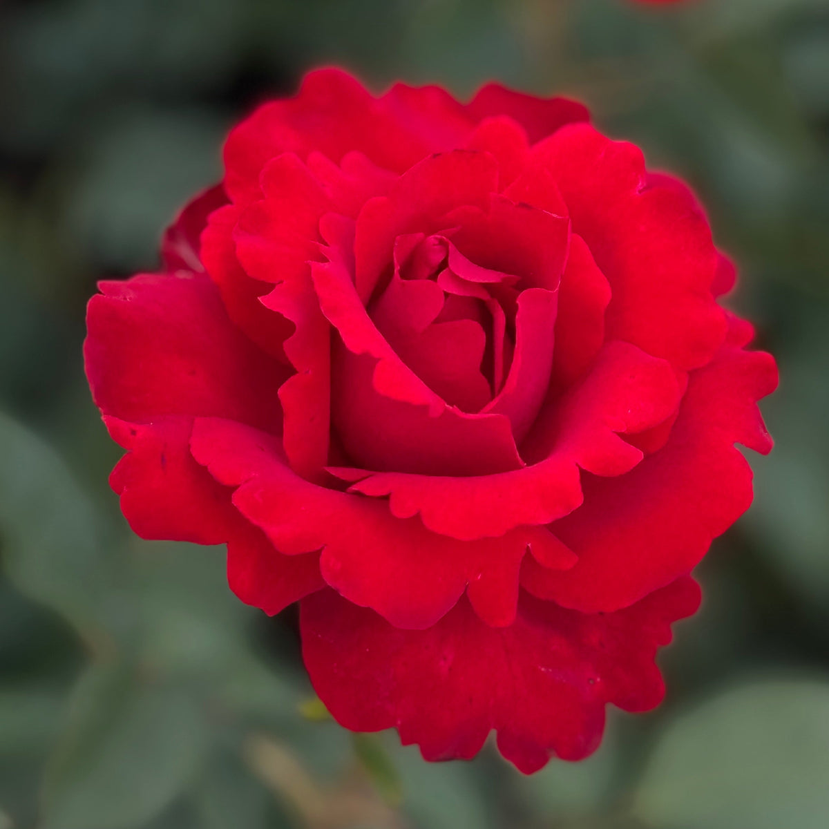 Opening Night™ Bare Root Rose Bush