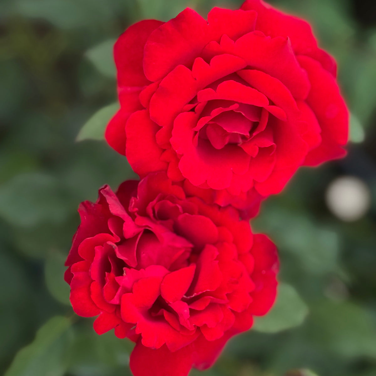 Opening Night™ Bare Root Rose Bush