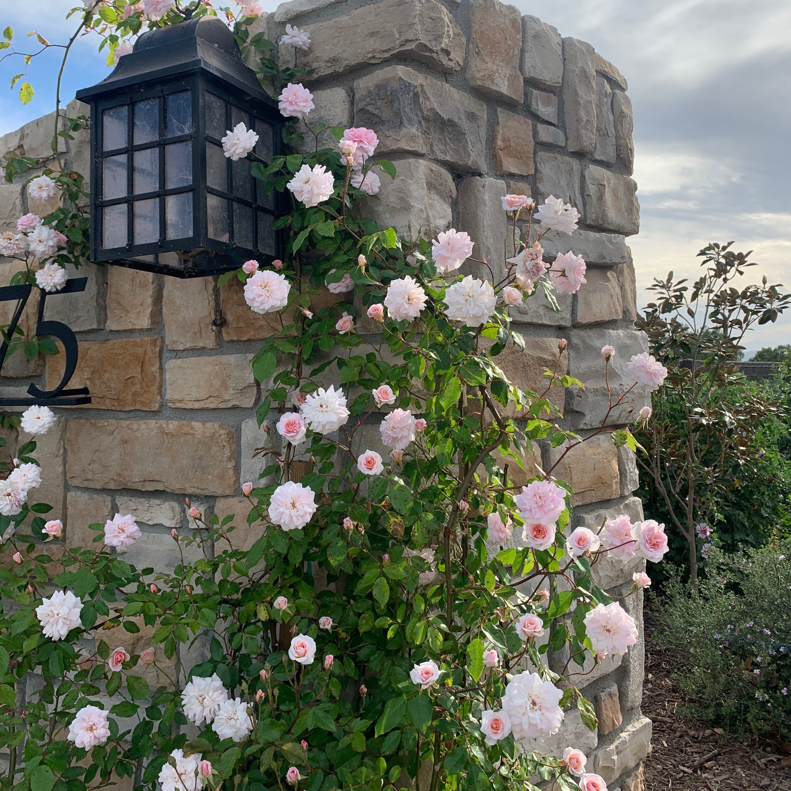 Cecile Brunner™ Potted Climbing Rose