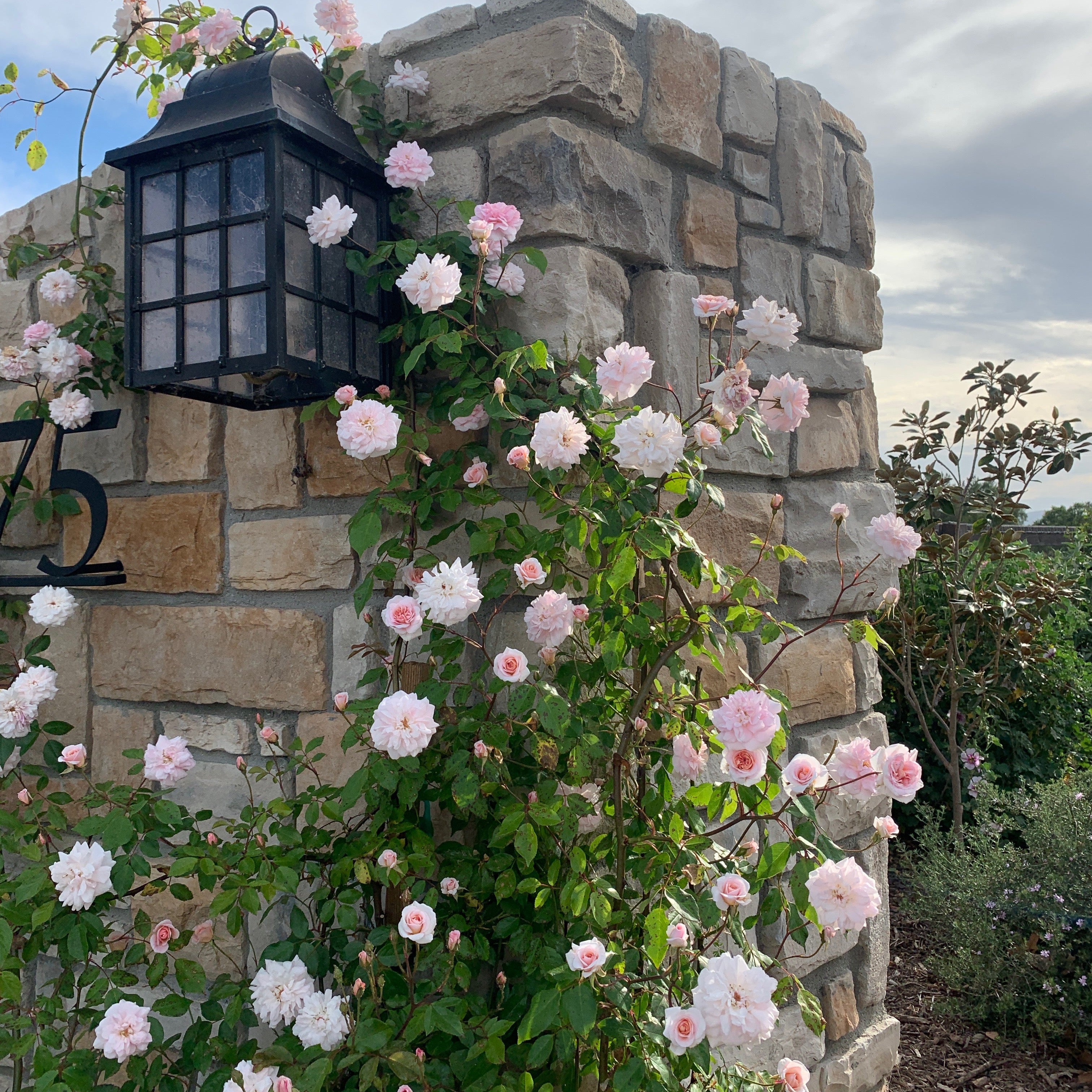 Cecile Brunner™ Potted Climbing Rose