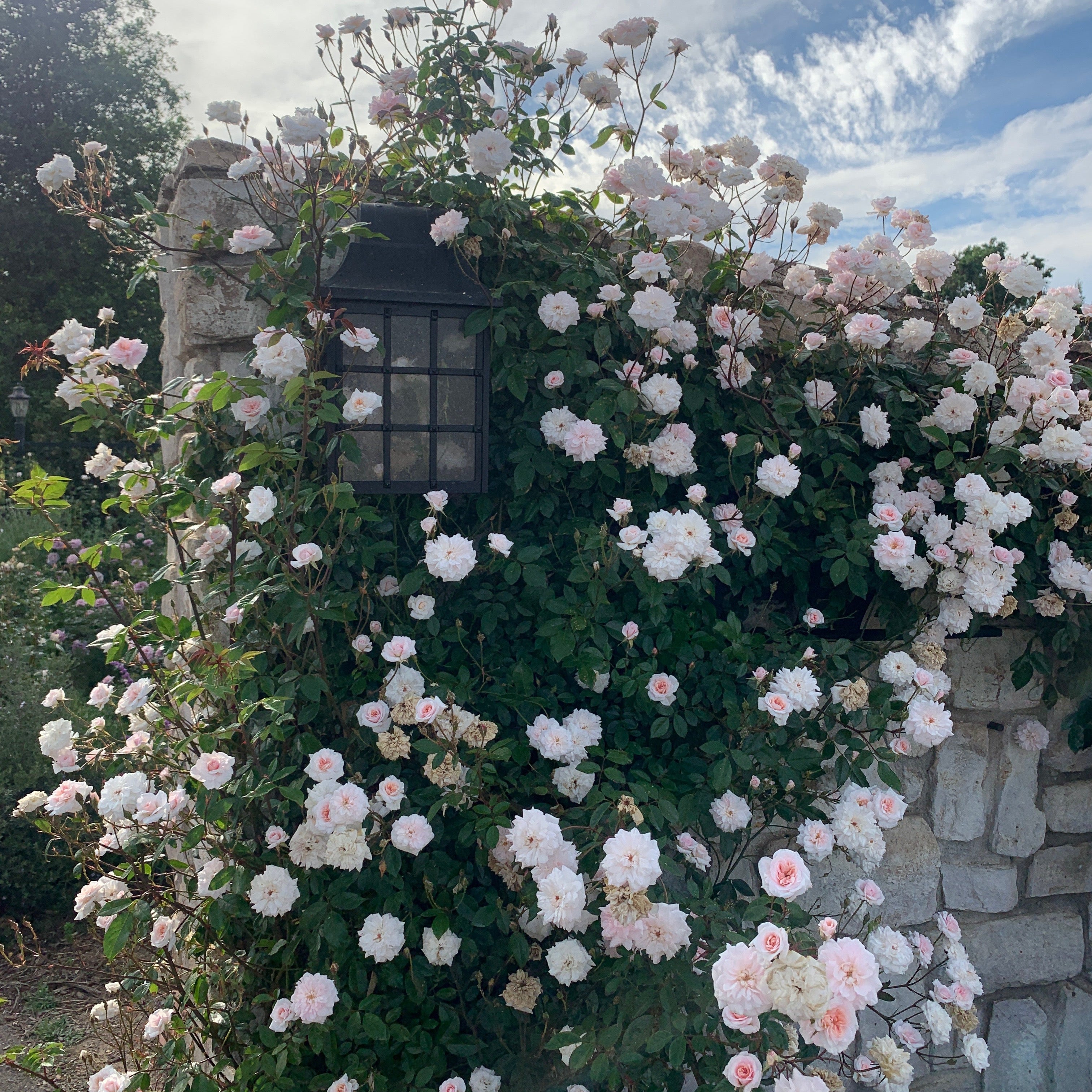 Cecile Brunner™ Potted Climbing Rose