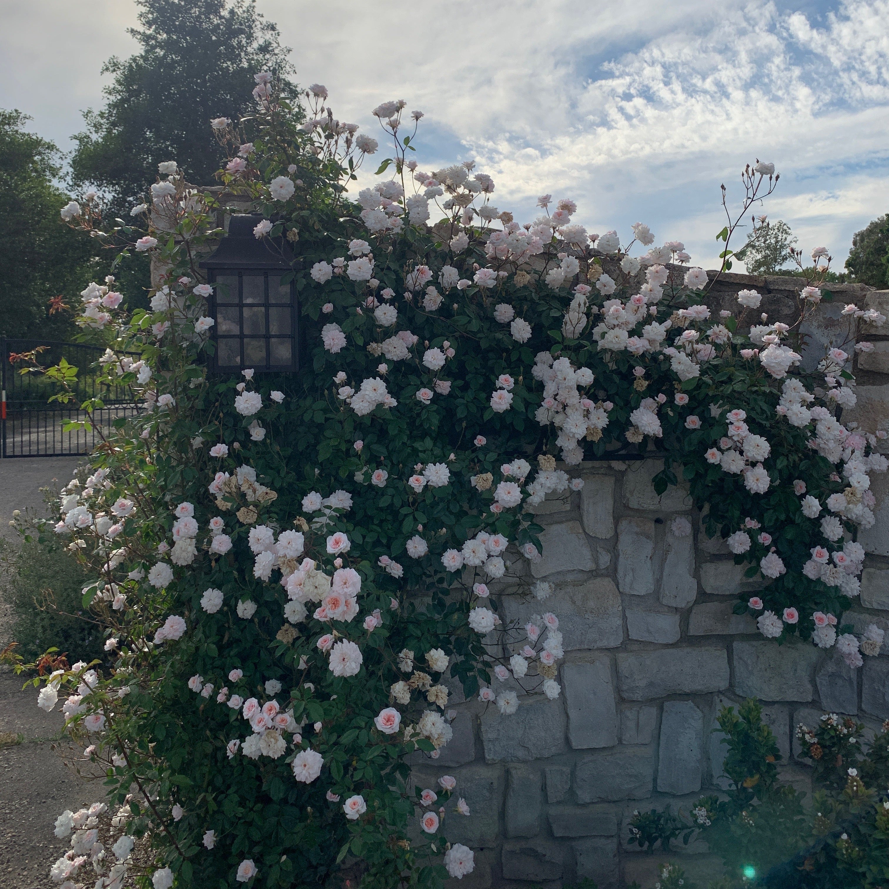 Cecile Brunner™ Potted Climbing Rose