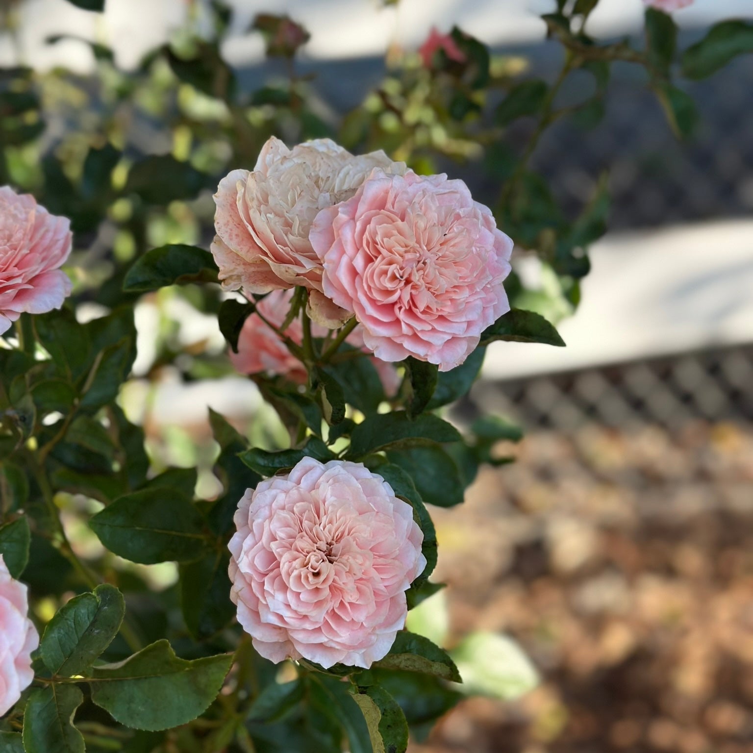 Wabara® Mikoto® Potted Rose Bush