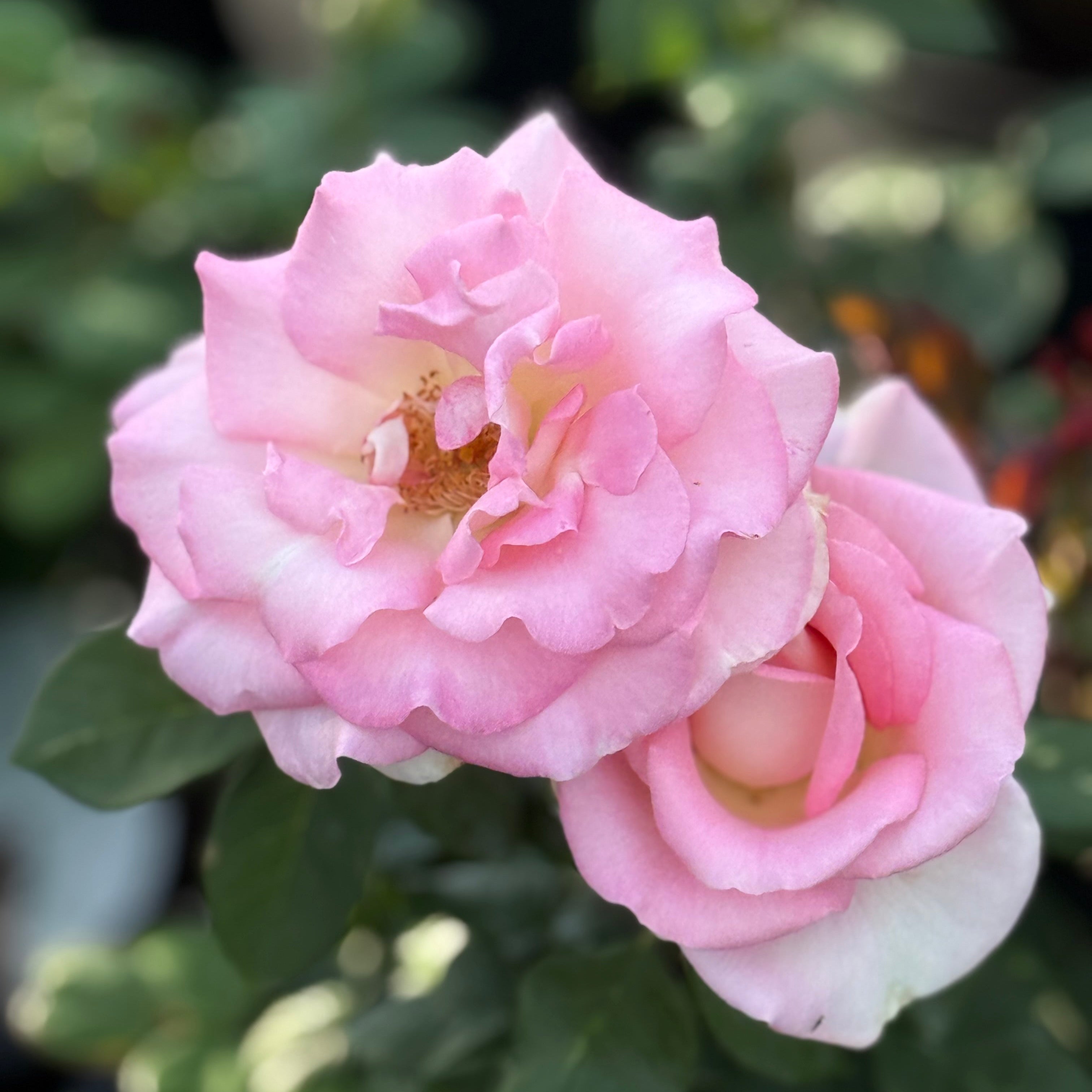 Falling in Love ™ Potted Tree Rose