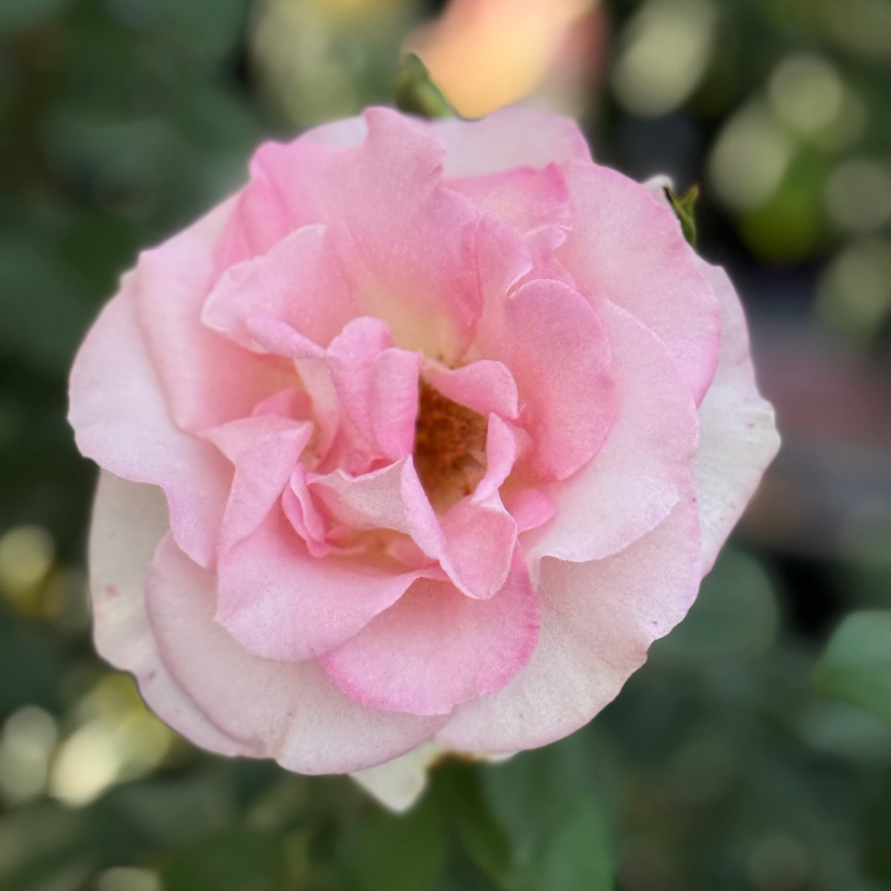 Falling in Love ™ Potted Tree Rose