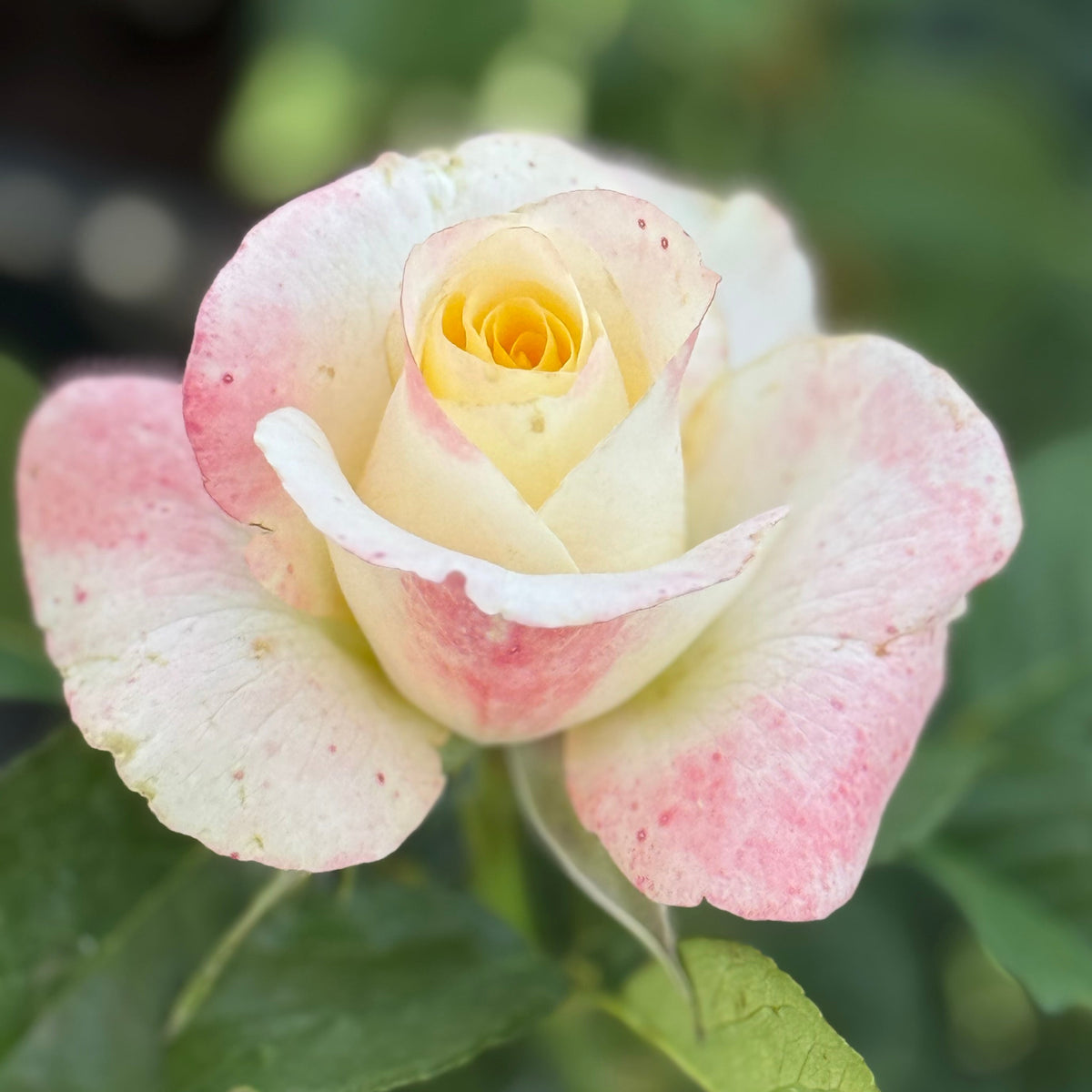 Make Me Blush™ Bare Root Tree Rose