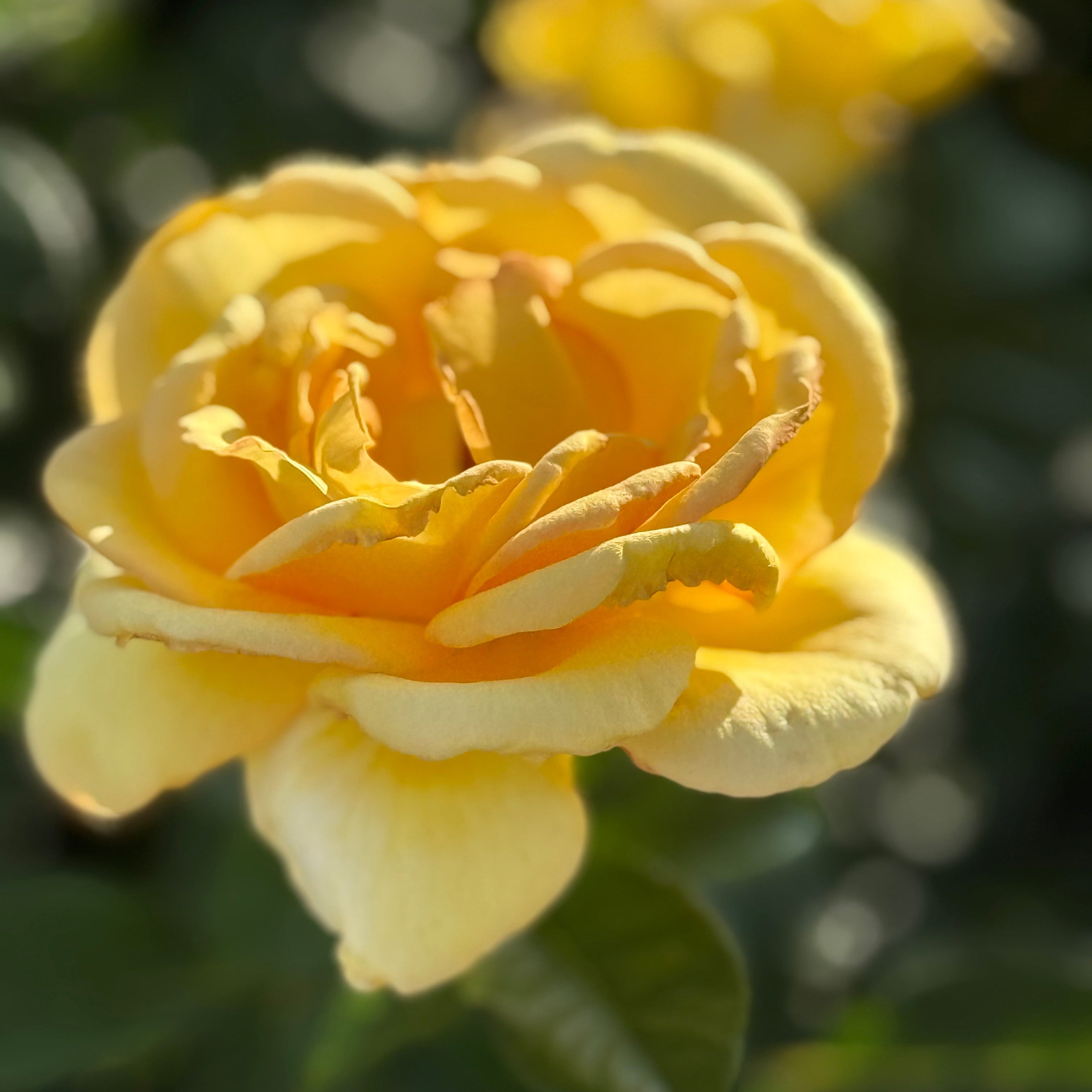 Hotel California™ Potted Rose Bush