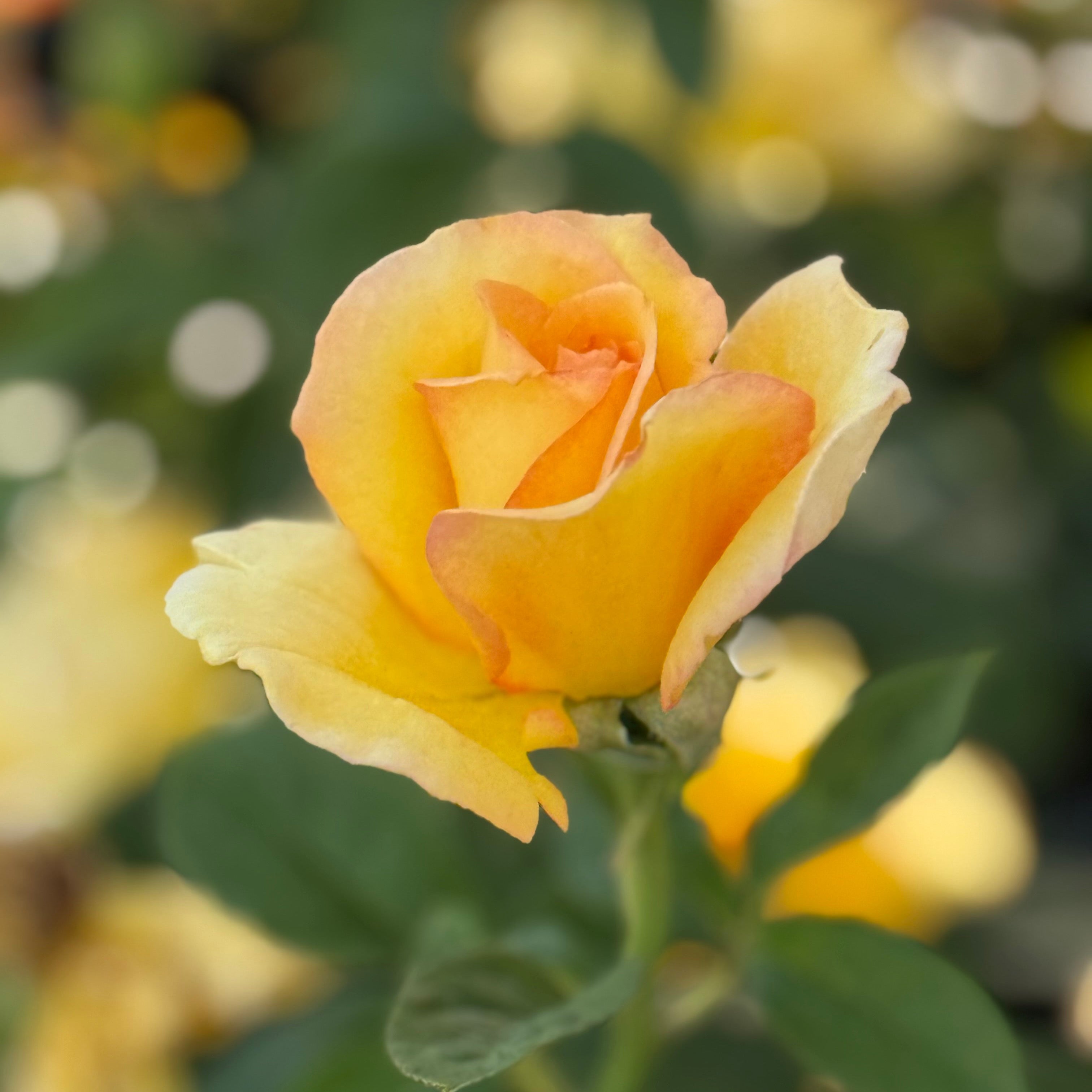 Hotel California™ Potted Rose Bush
