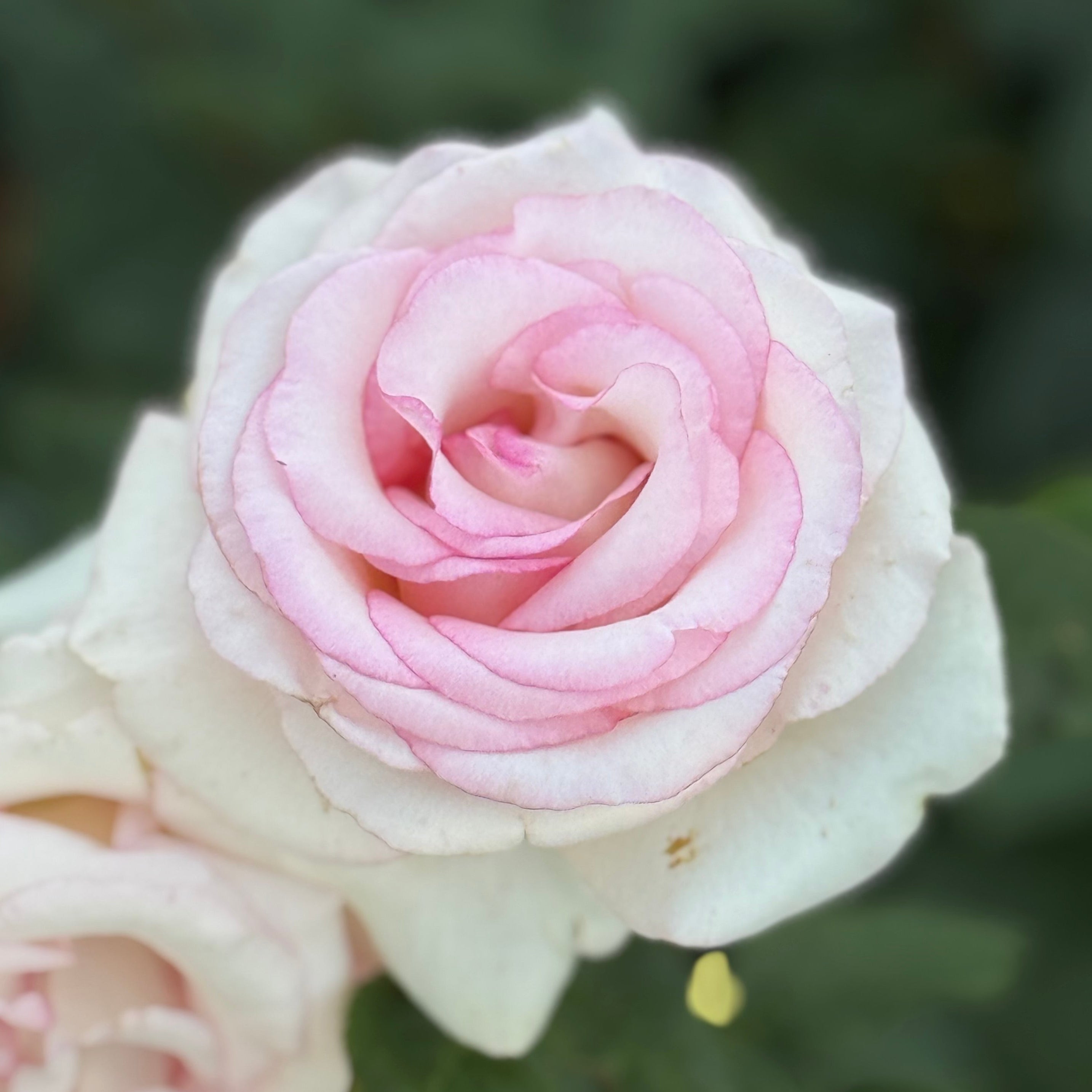 Moonstone® Potted Rose Bush