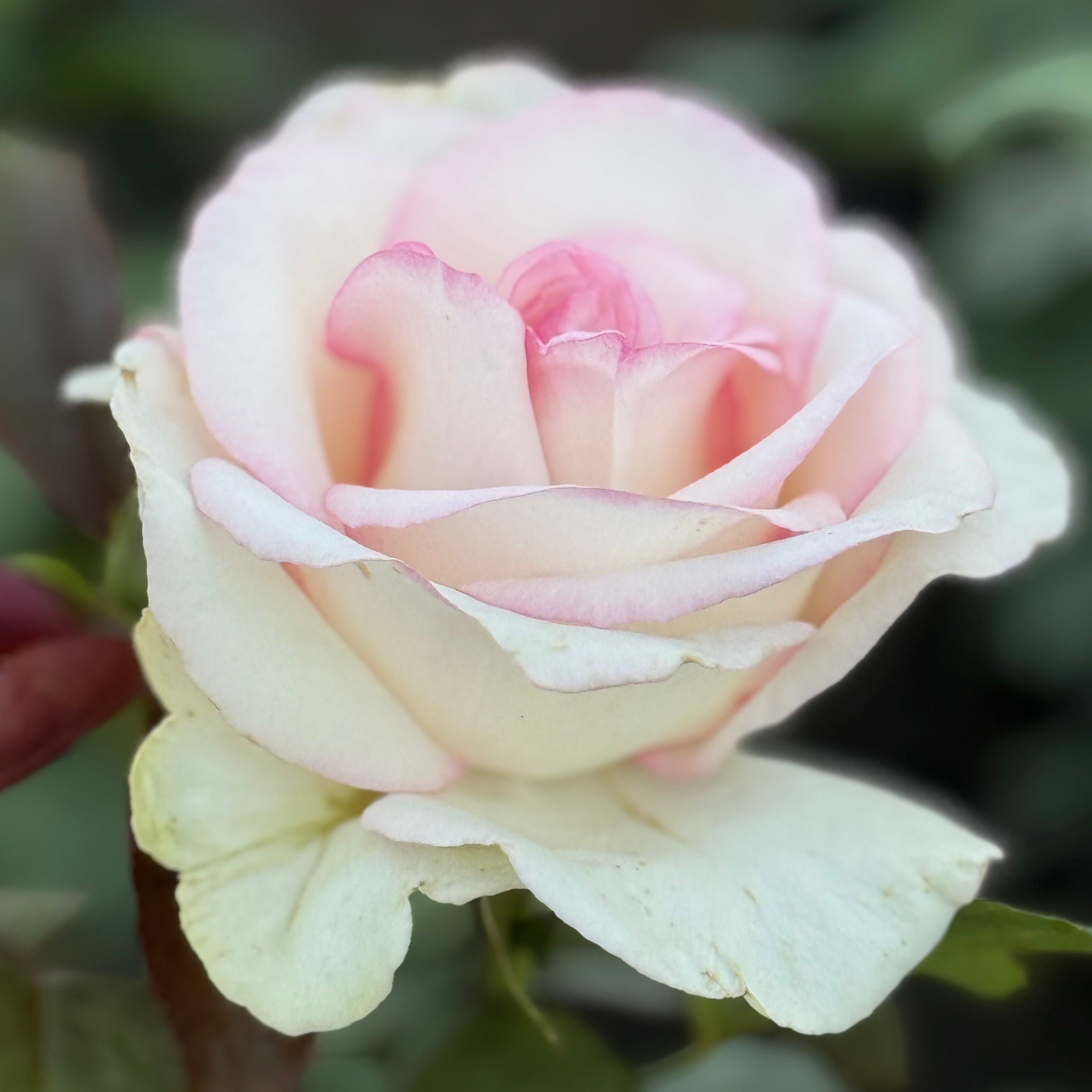 Moonstone® Potted Rose Bush