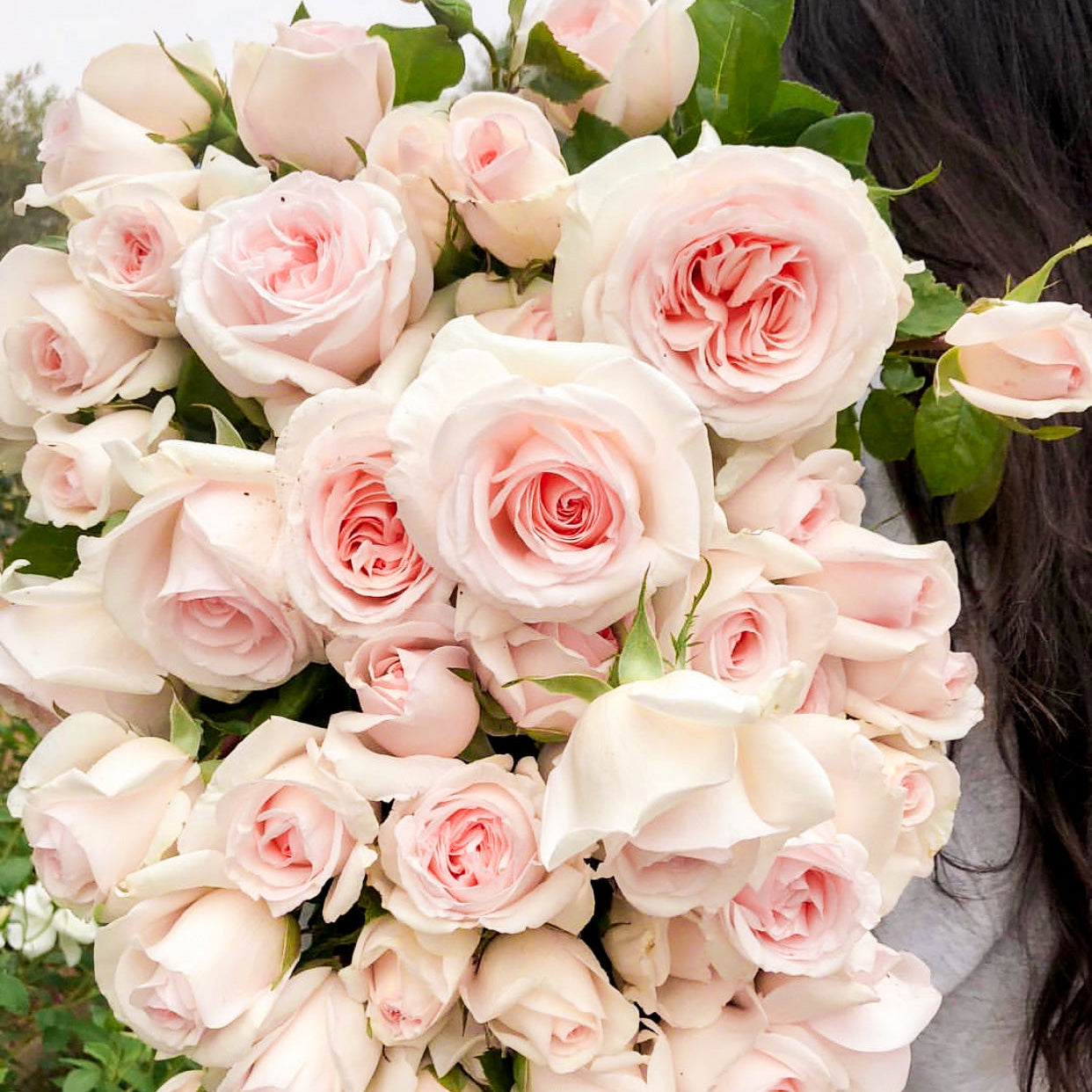 Francis Meilland® Bare Root Rose Bush