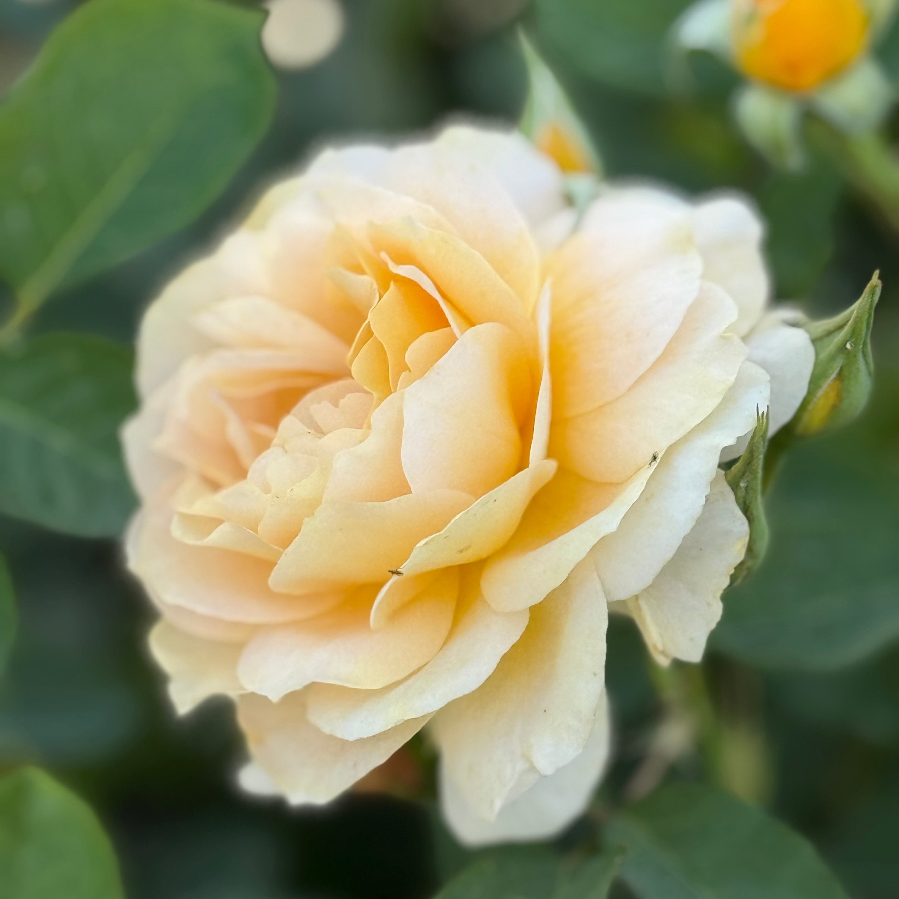 Honey Perfume Potted Rose Bush