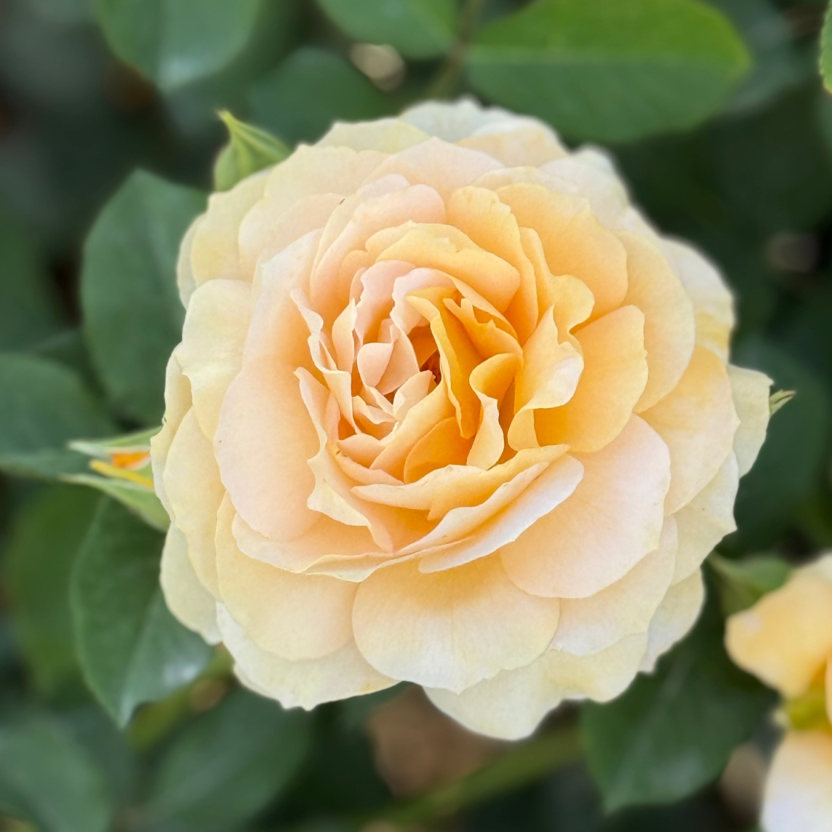 Honey Perfume Potted Rose Bush