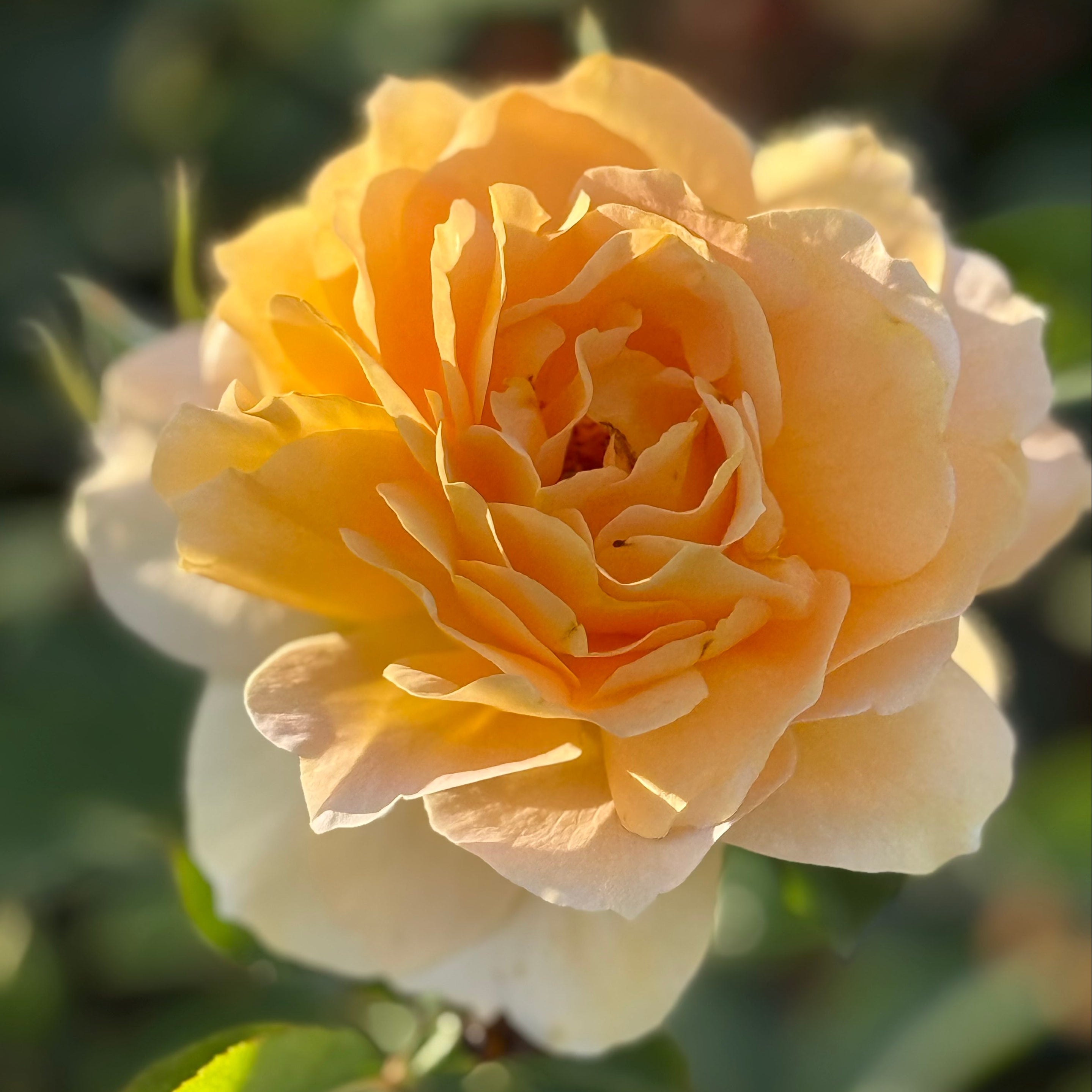 Honey Perfume Potted Rose Bush