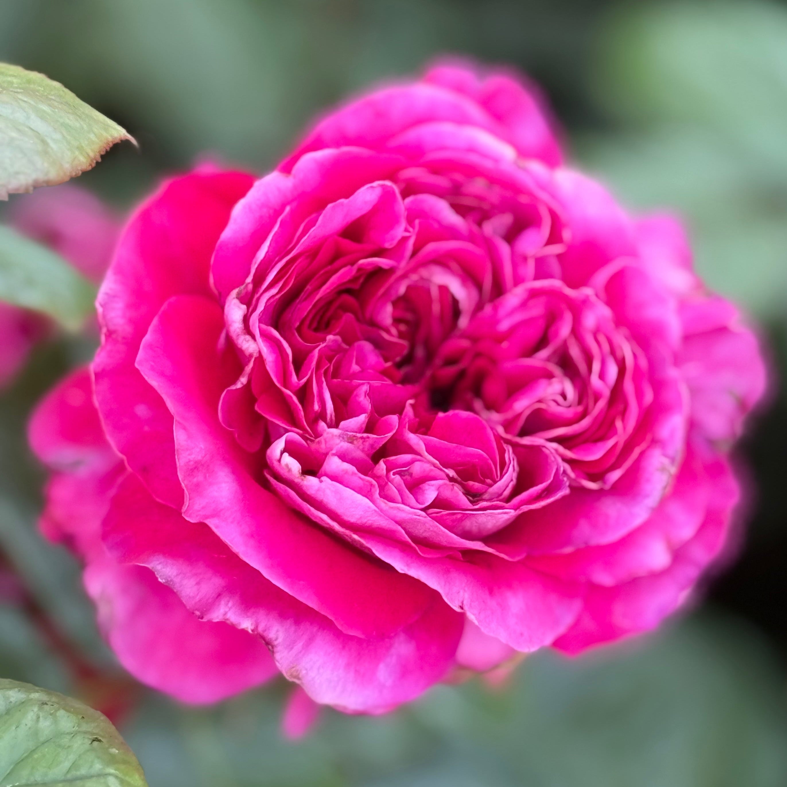 Light Years Away Potted Rose Bush